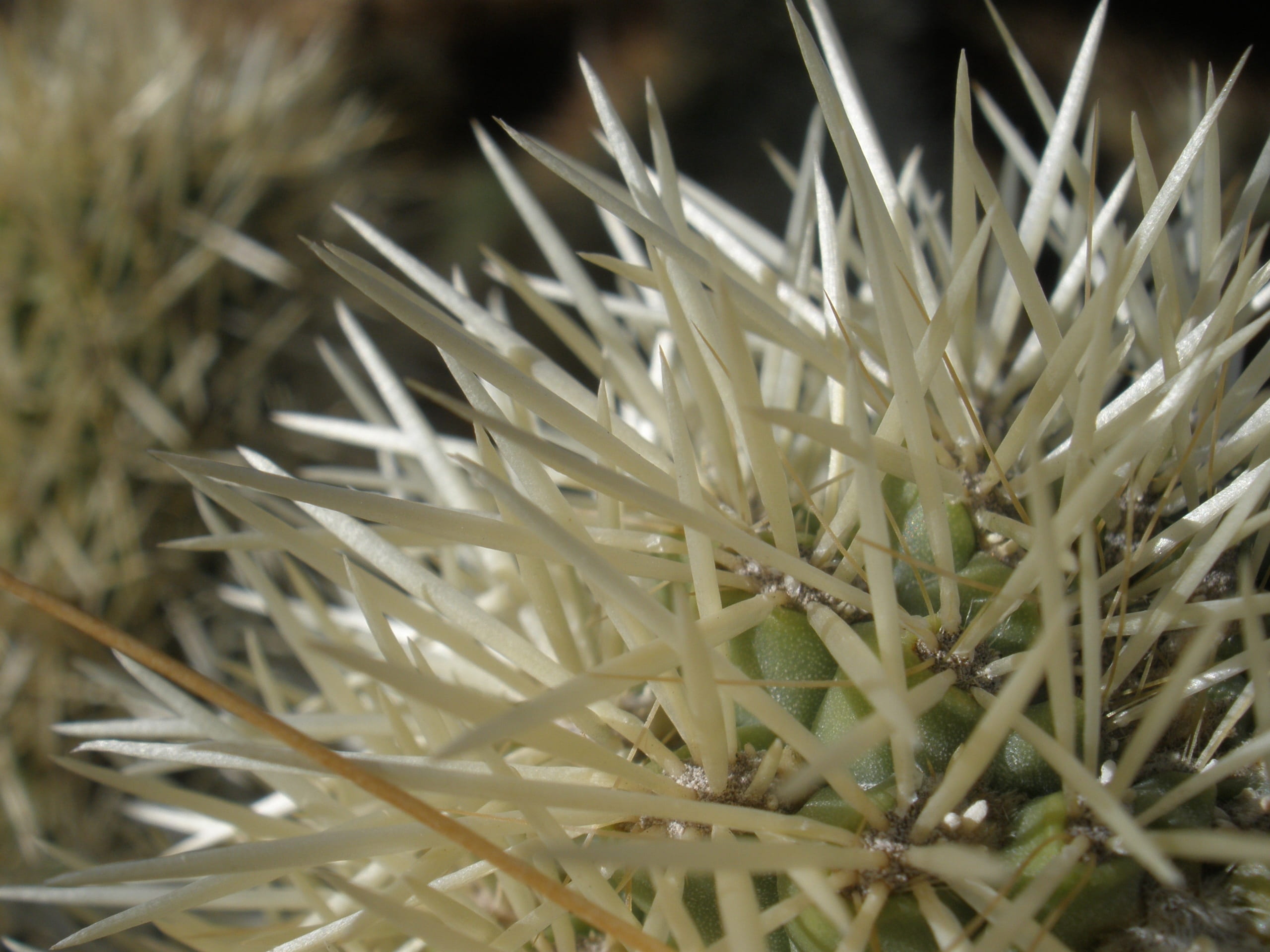plant, close-up, beauty in nature, outdoors, blade of grass, cactus, flower, full frame, succulent plant, fragility, no people, nature, growth, green color, HD Wallpaper