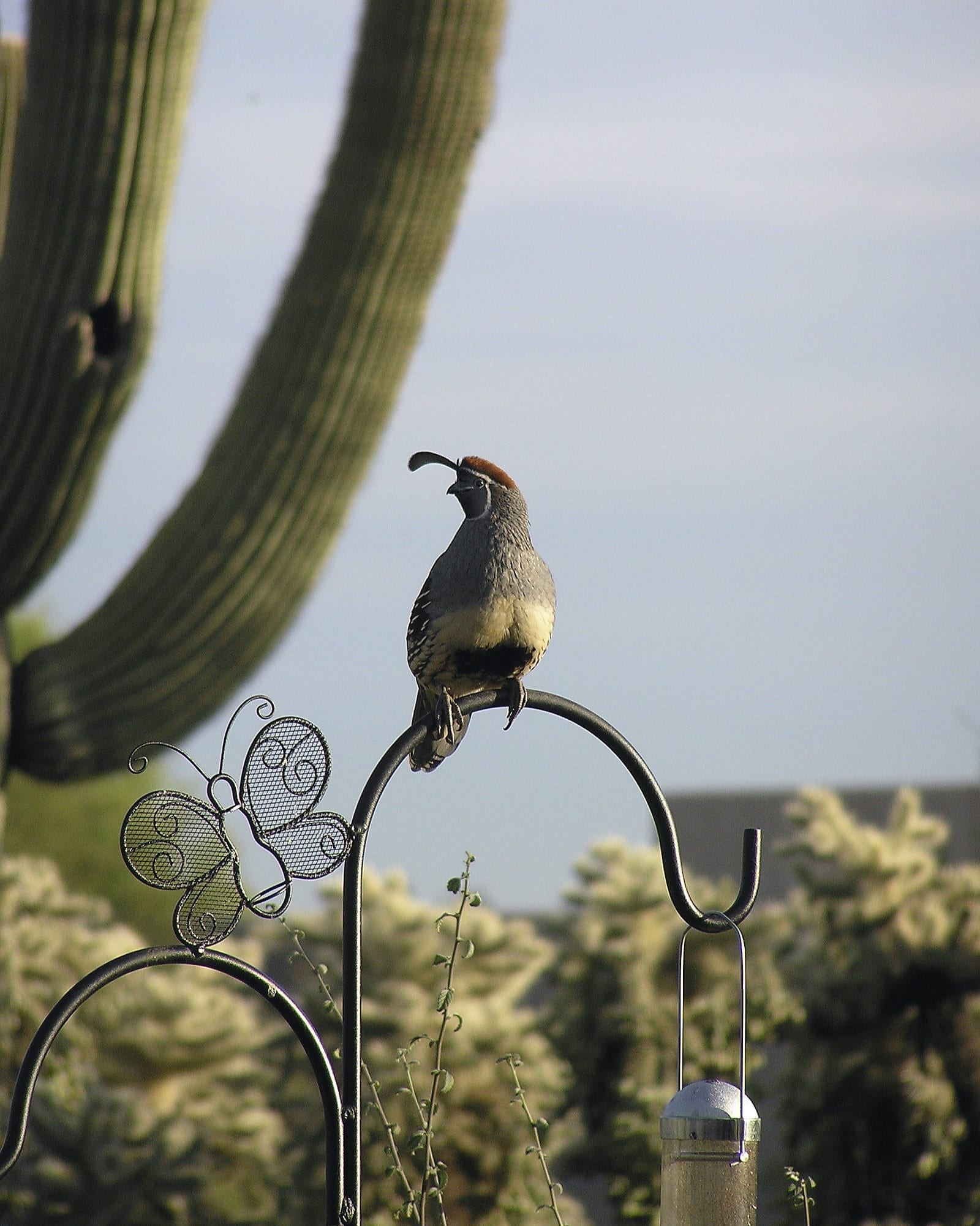 animal, plant, one animal, desert, male quail, nature, sky, outdoors, jumping cholla, sparrow, animal wildlife, bird feeder, close-up, quail, cylindropuntia bigelovii, Phone HD Wallpaper