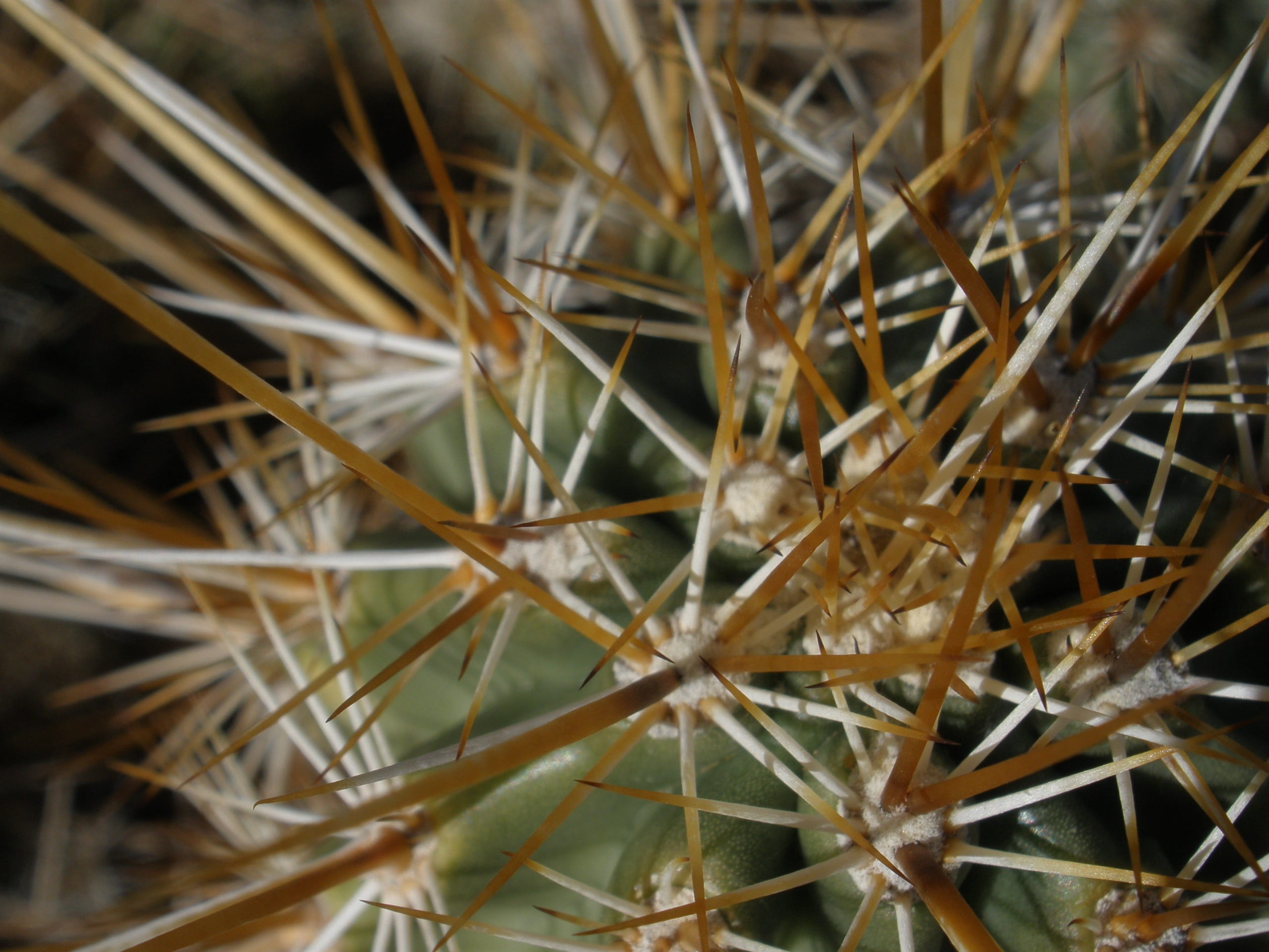 twig, backgrounds, close-up, plant, sharp, day, growth, selective focus, beauty in nature, succulent plant, high angle view, 2K, no people, cholla, nature, HD Wallpaper