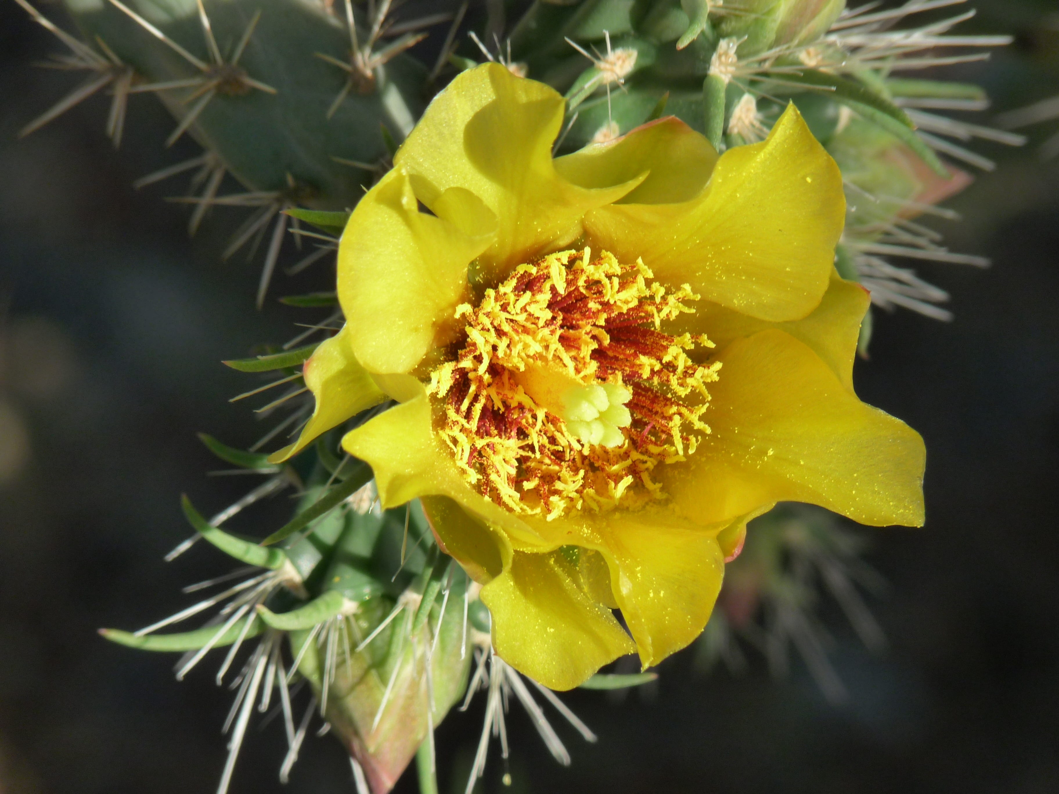 cholla, inflorescence, fragility, yellow, no people, thorns, southwest, pollen, flowering plant, growth, nature, close-up, day, flower, flower head, 2K, HD Wallpaper