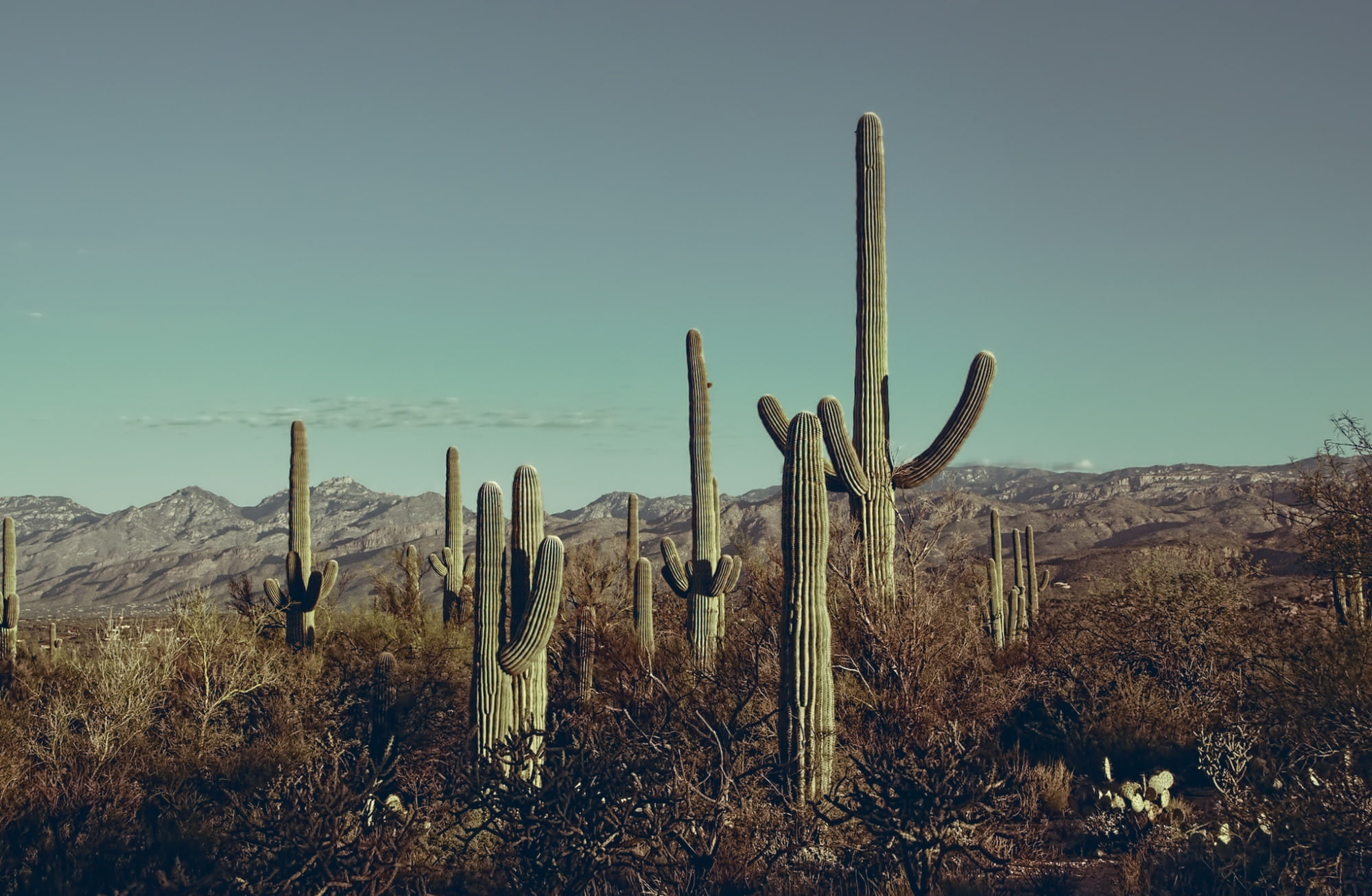 field, 1080P, environment, scenics - nature, non-urban scene, saguaro cactus, Arizona, growth, climate, day, land, National, tranquility, cacti, beauty in nature, HD Wallpaper
