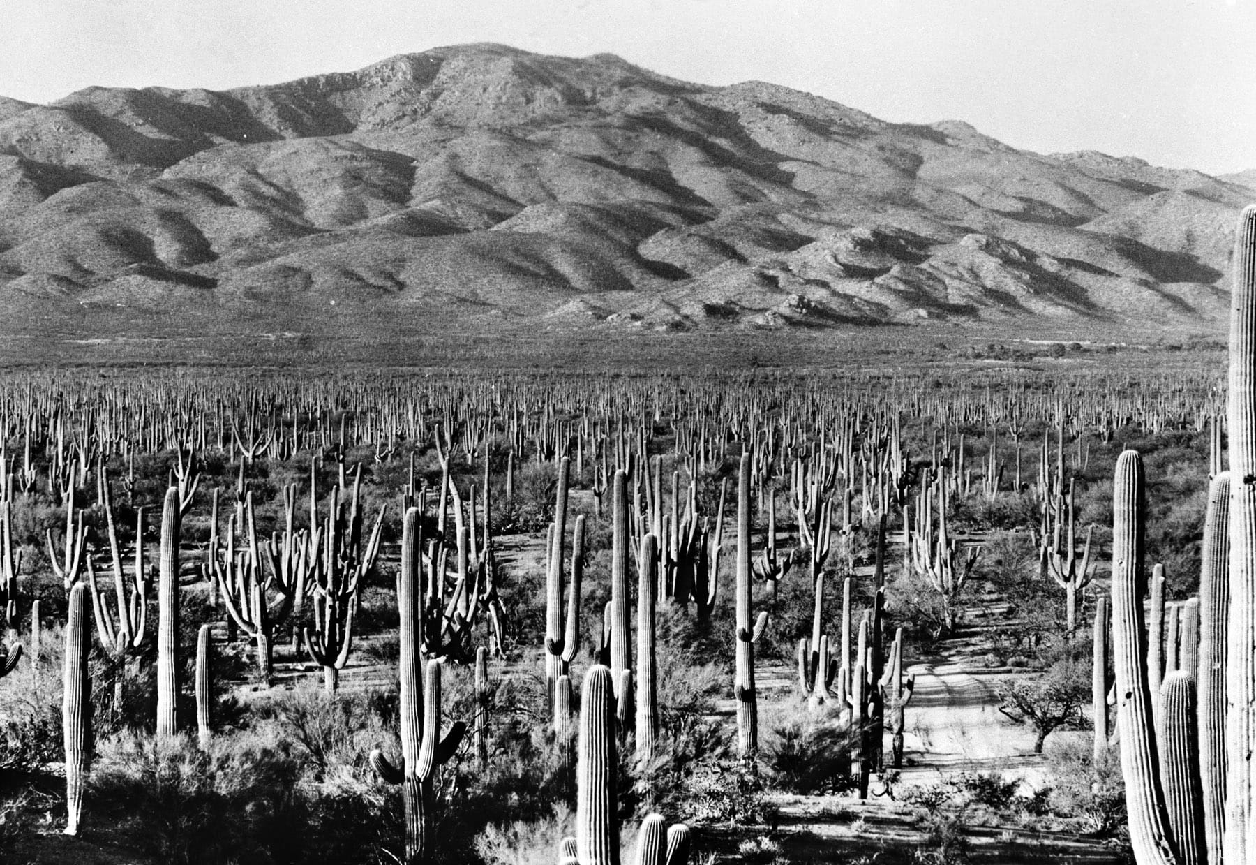 mountain, public domain, nature, non-urban scene, desert, outdoors, landscape, travel destinations, climate, land, growth, cactus, field, national, arizona, HD Wallpaper