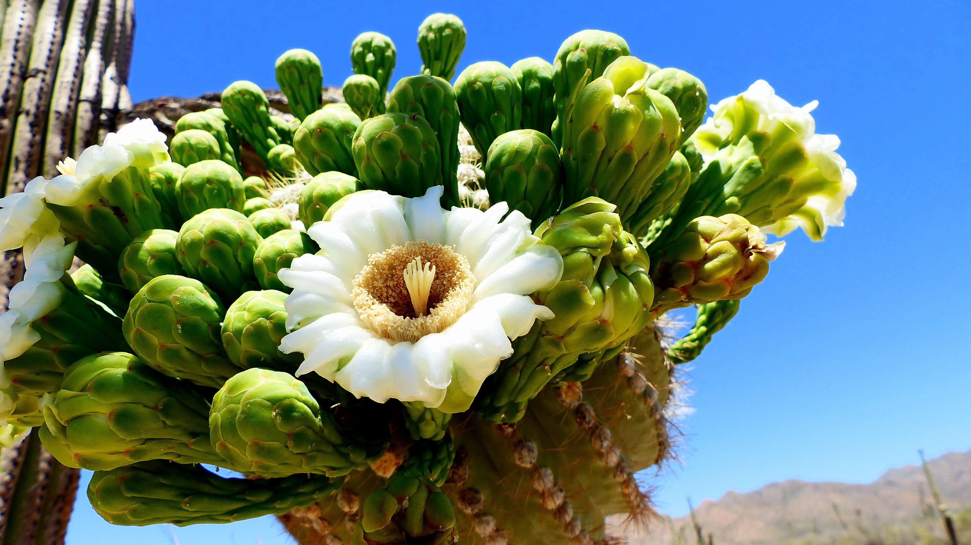 green, nature, flowering plant, fragility, focus on foreground, growth, petal, inflorescence, arizona, sunlight, petals, sky, flower head, saguaro, green color, HD Wallpaper