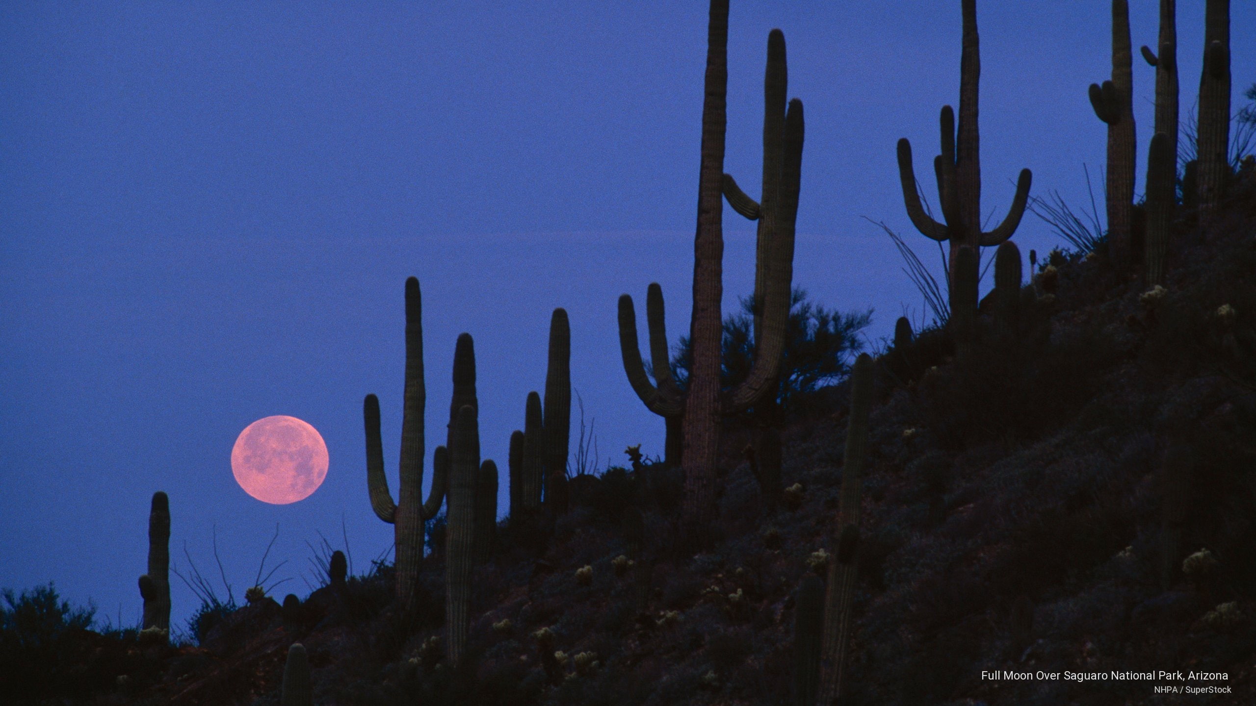 moon, national, 2K, full, saguaro, park, National Parks, arizona, HD Wallpaper