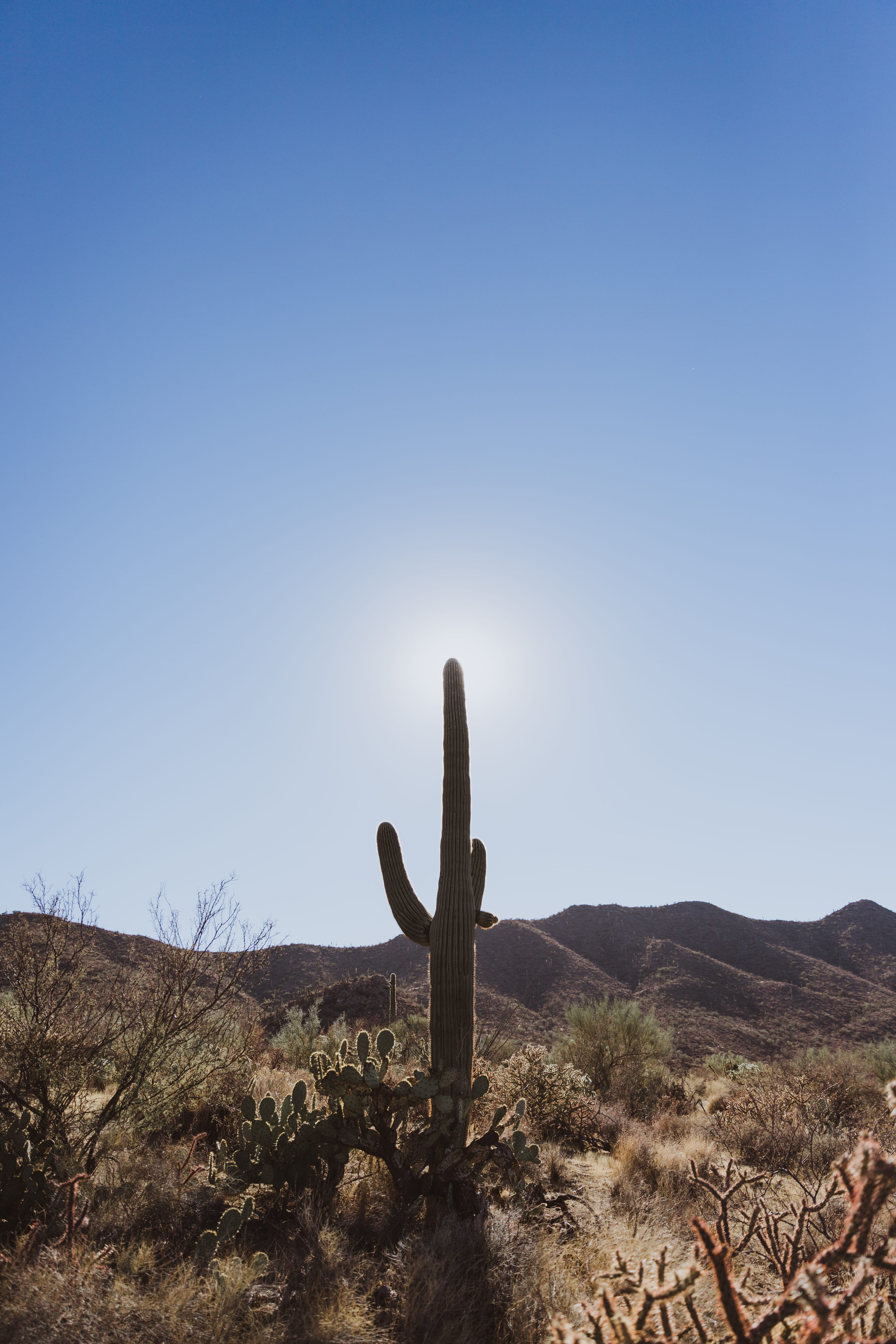 arid climate, tranquil scene, sky, tranquility, 5K, sunlight, cacti, plant, saguaro cactus, arizona, climate, cactus, field, national parks, clear sky, Phone HD Wallpaper