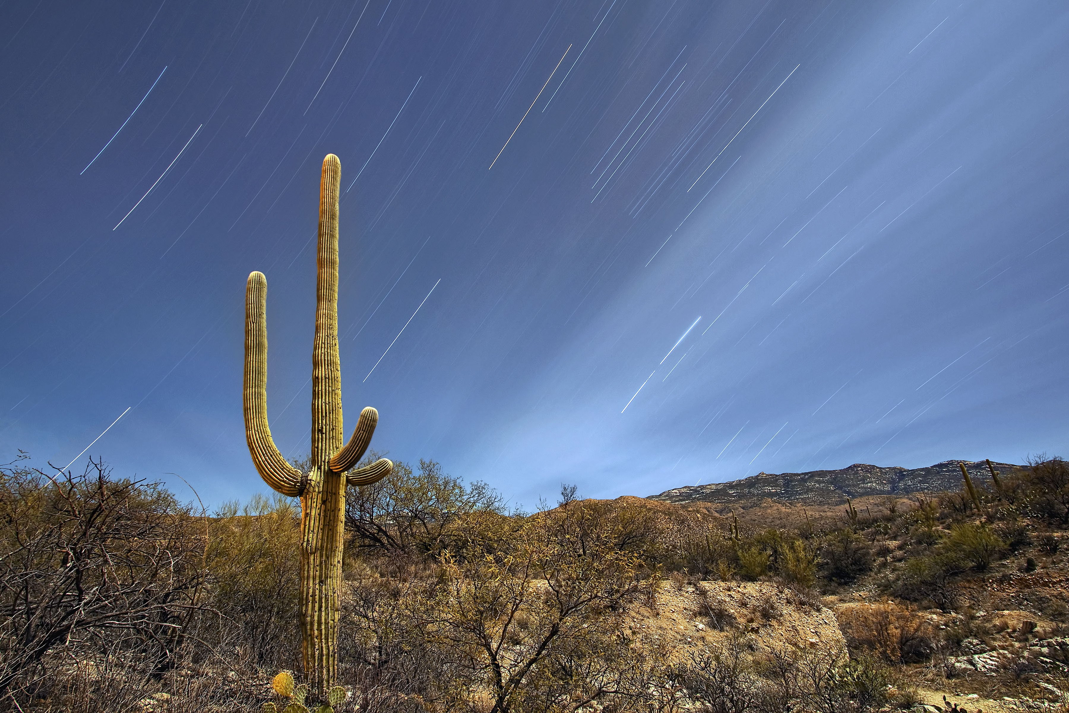 2K, park, tucson, national, arizona, saguaro, HD Wallpaper