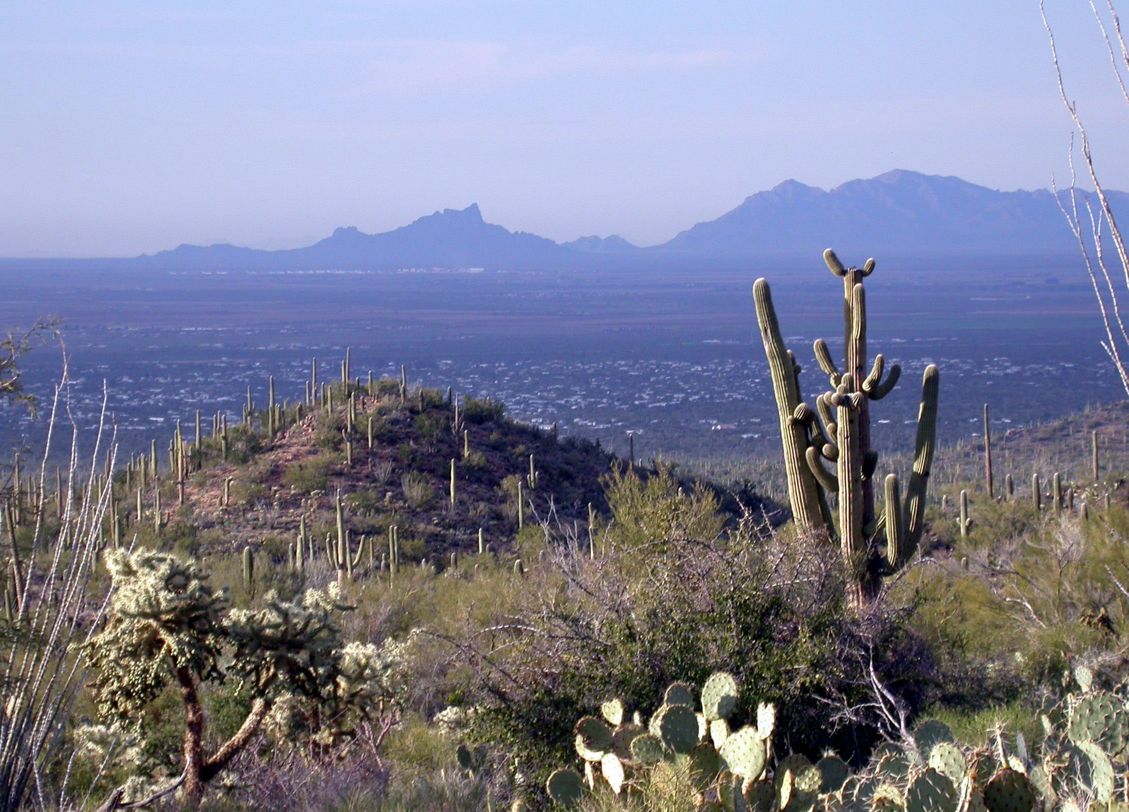 no people, mountain, national, landscapes, plant, landscape, Arizona, outdoors, cactus, photo, travel Locations, beauty in nature, land, tranquility, hills, HD Wallpaper