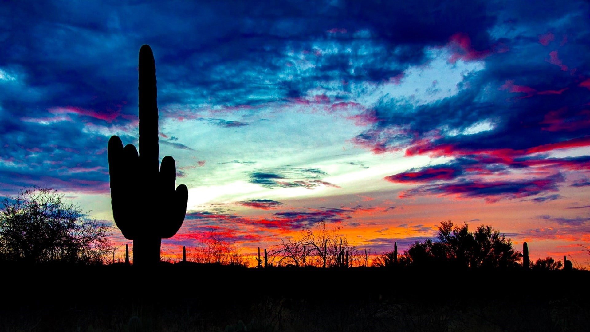 scenics - nature, plant, landscape, nature, tree, beauty in nature, tranquil scene, tranquility, sky, nature landscape sunlight sky clouds saguaro national park usa arizona, HD Wallpaper