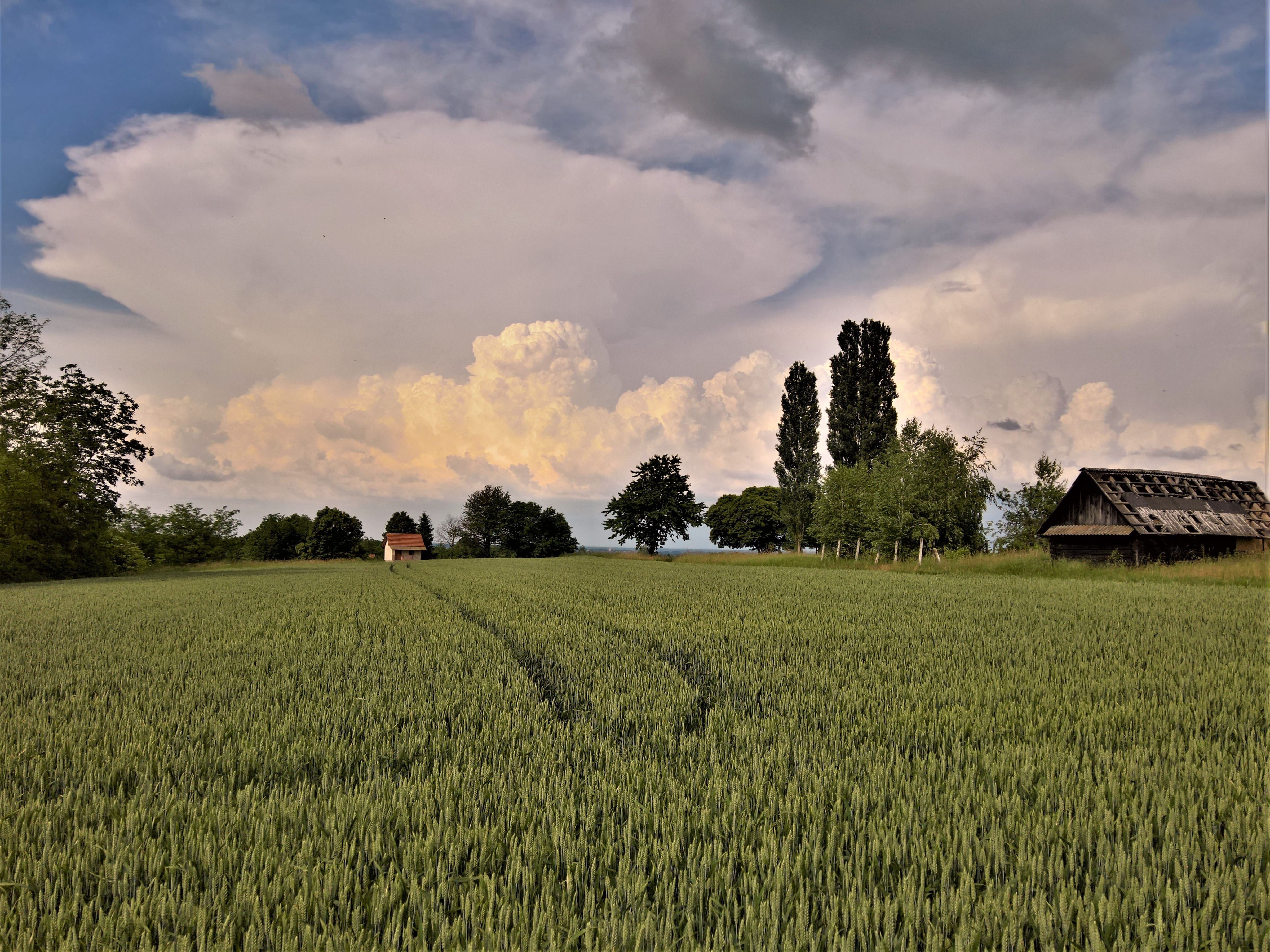 green, beauty in nature, crop, cumulonimbus incus, tranquility, environment, tranquil scene, wheat, nature, scenics - nature, land, rural scene, growth, HD Wallpaper
