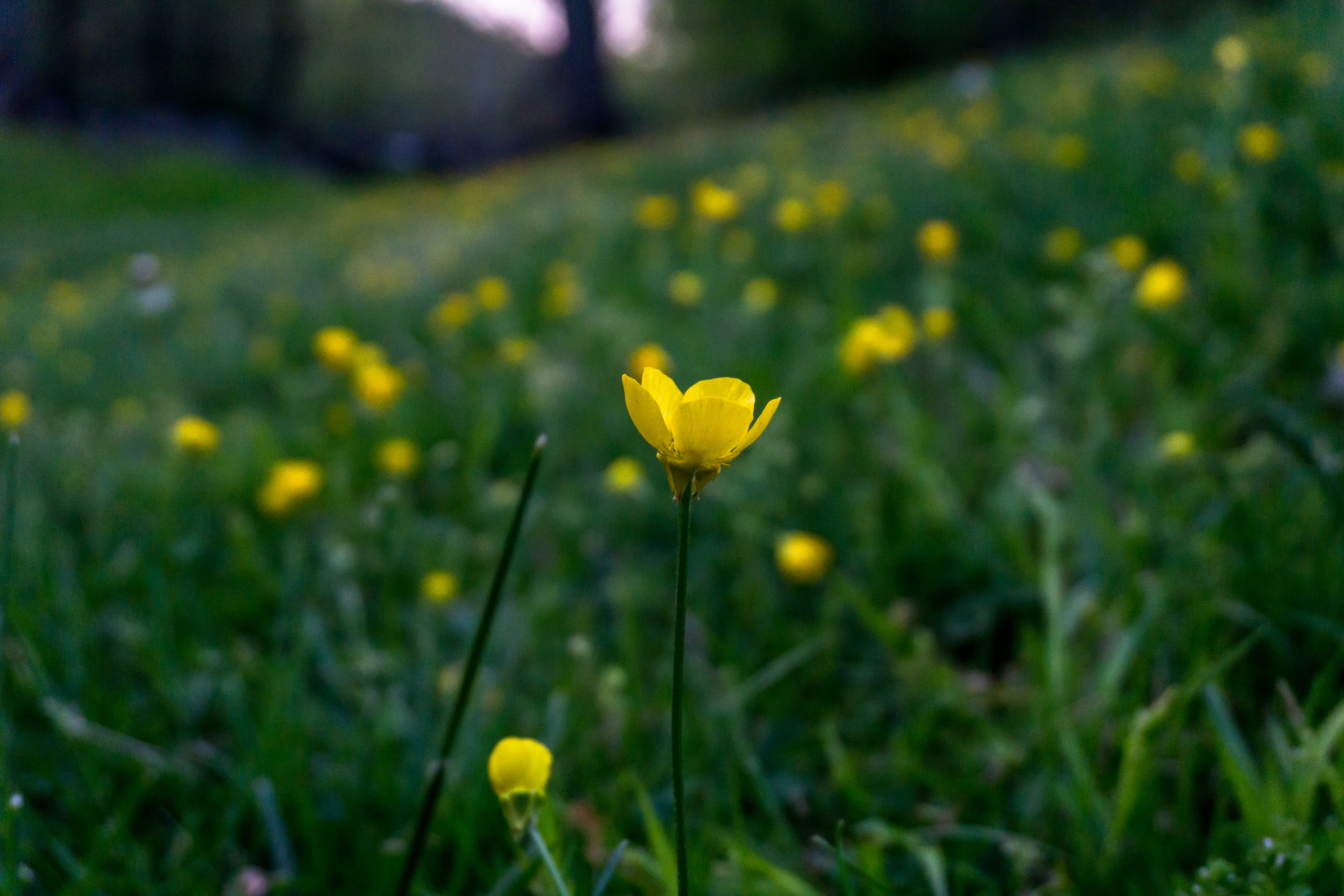 wild flower, growth, grass, yellow, flowering plant, outdoors, yellow flower, awesome, springtime, land, bokeh, bg, flower, nature, blossom, HD Wallpaper