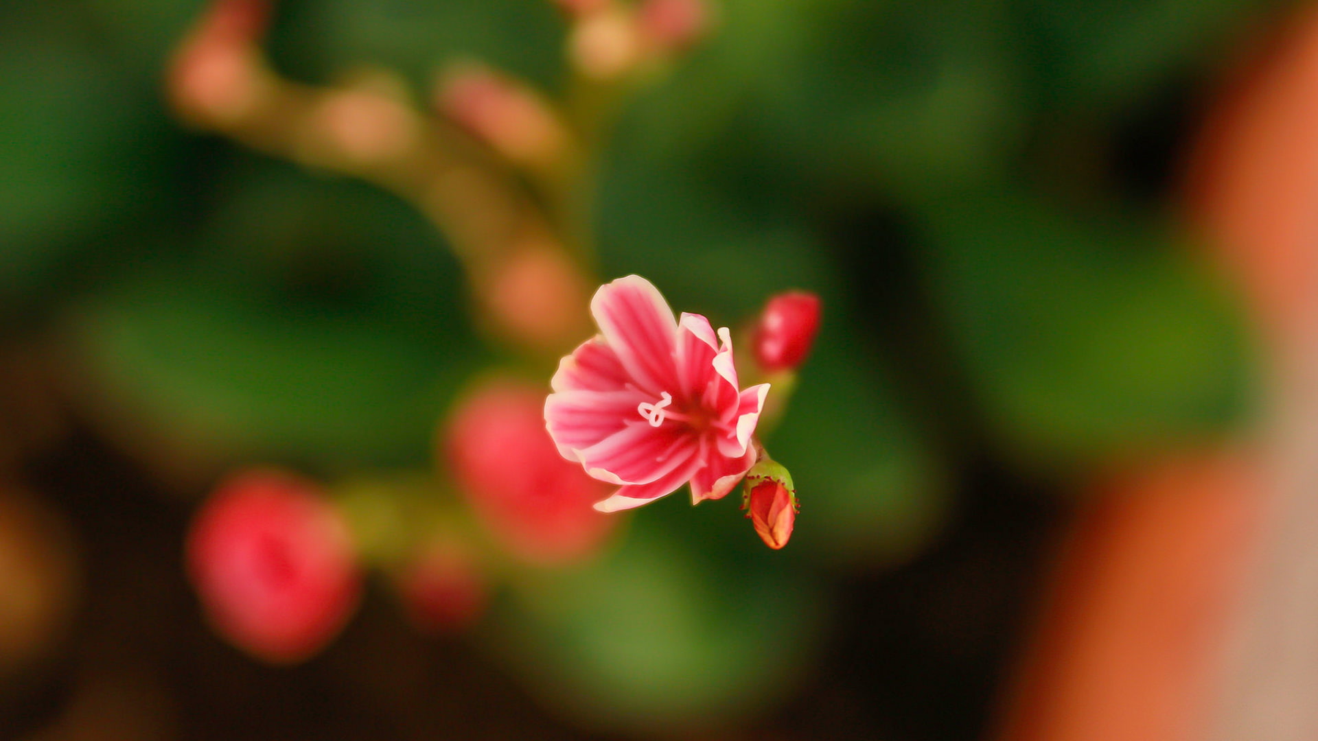 inflorescence, beauty, pink color, 1080P, day, nature, petal, fragility, freshness, flower head, flower, focus on foreground, vulnerability, selective focus, HD Wallpaper