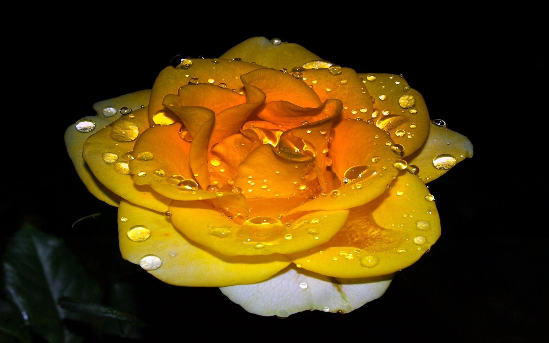 lovely, flower, water, love, glowing, romantic, glow, abstract, roses, nature, caring, 3d and abstract, 1080P, HD Wallpaper