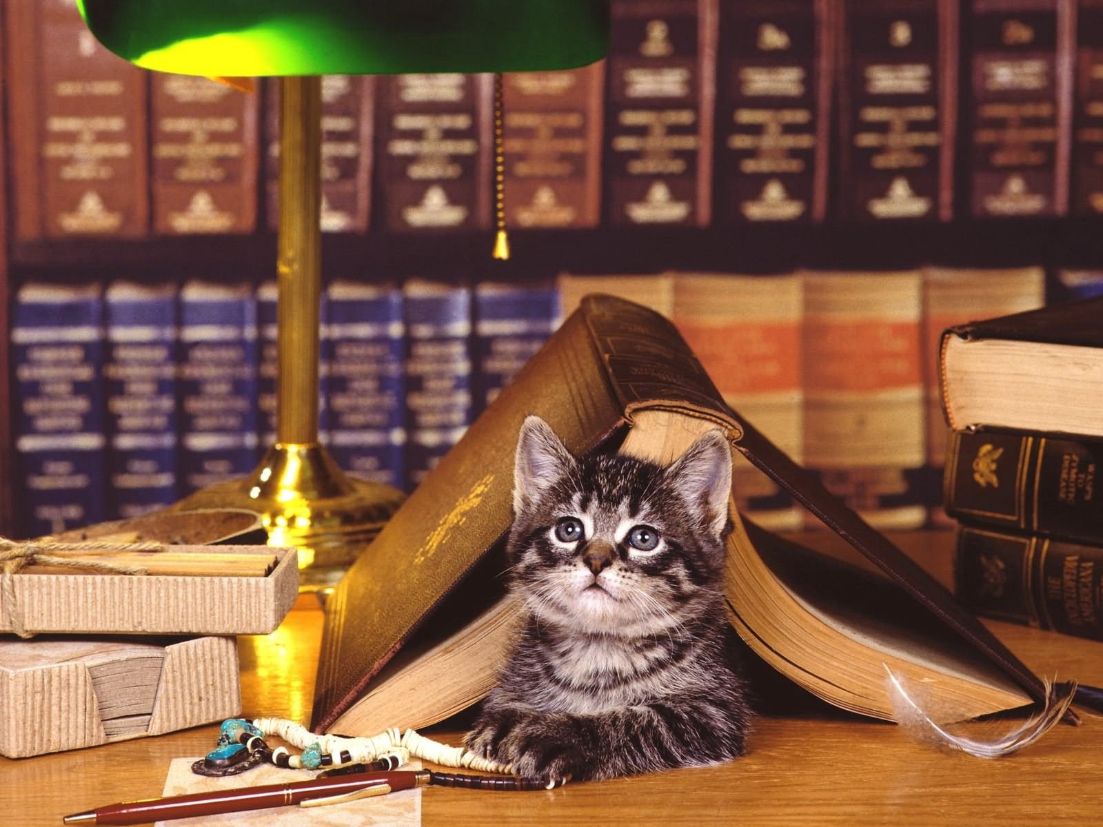 table, sitting, domestic Cat, face, looking, kitten, whisker, no people, focus on foreground, domestic, domestic Animals, grey, book, animal themes, cat, HD Wallpaper