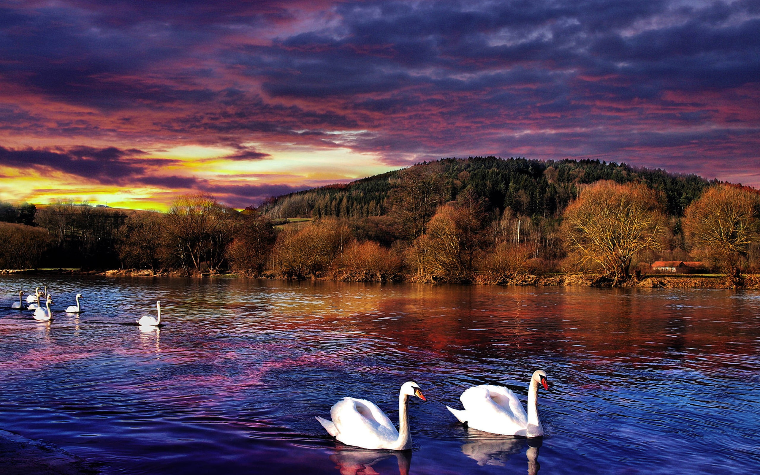 sunset, desktop, nature, 2K, swan, backgrounds, river, dark, hd, cloud, HD Wallpaper