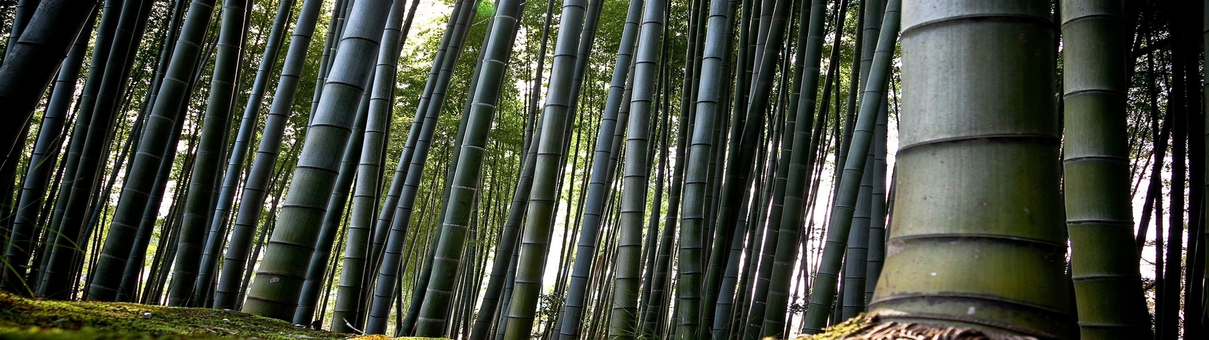 day, forest, plant, landscape, nature, industry, bamboo - plant, pipeline, tree, beauty in nature, low angle view, outdoors, bamboo, 4K, backgrounds, land, HD Wallpaper