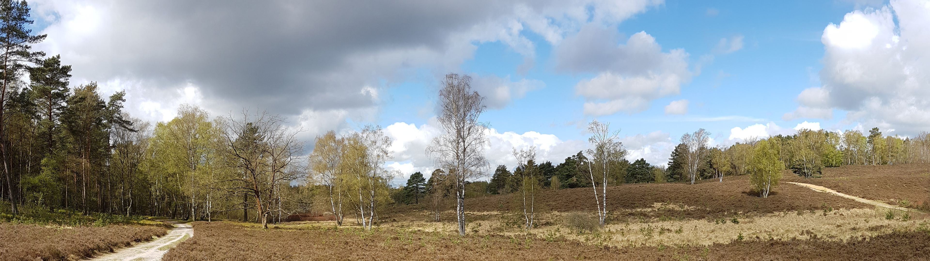 road, panoramic, land, heide, scenics - nature, outdoors, domestic animals, rest, scenics, rural scene, tree, animal themes, one animal, animal, HD Wallpaper