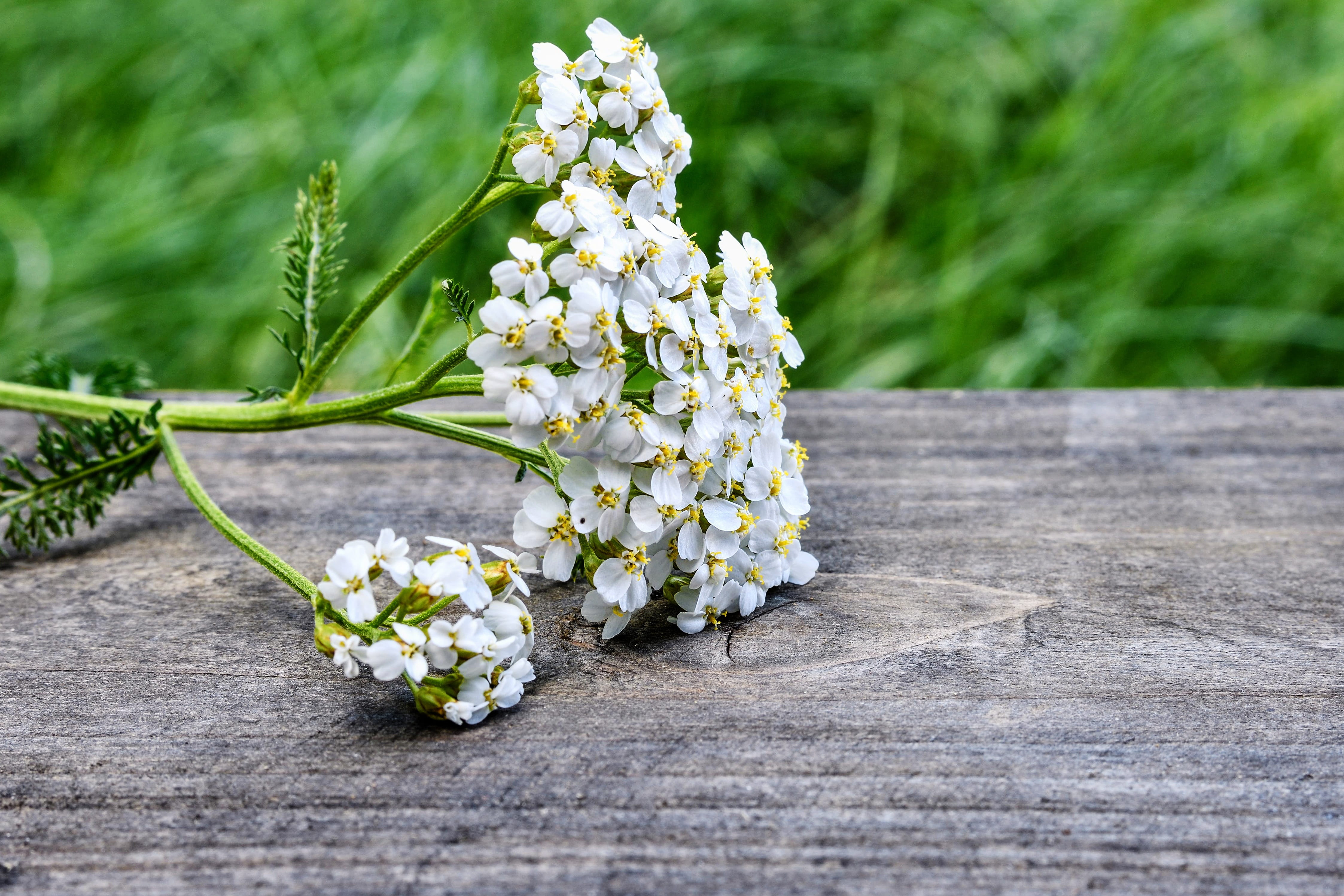 flowering plant, meadow, arrangement, background, bouquet, wood, bloom, white color, beauty in nature, cut, event, outdoors, flower arrangement, wood - material, HD Wallpaper