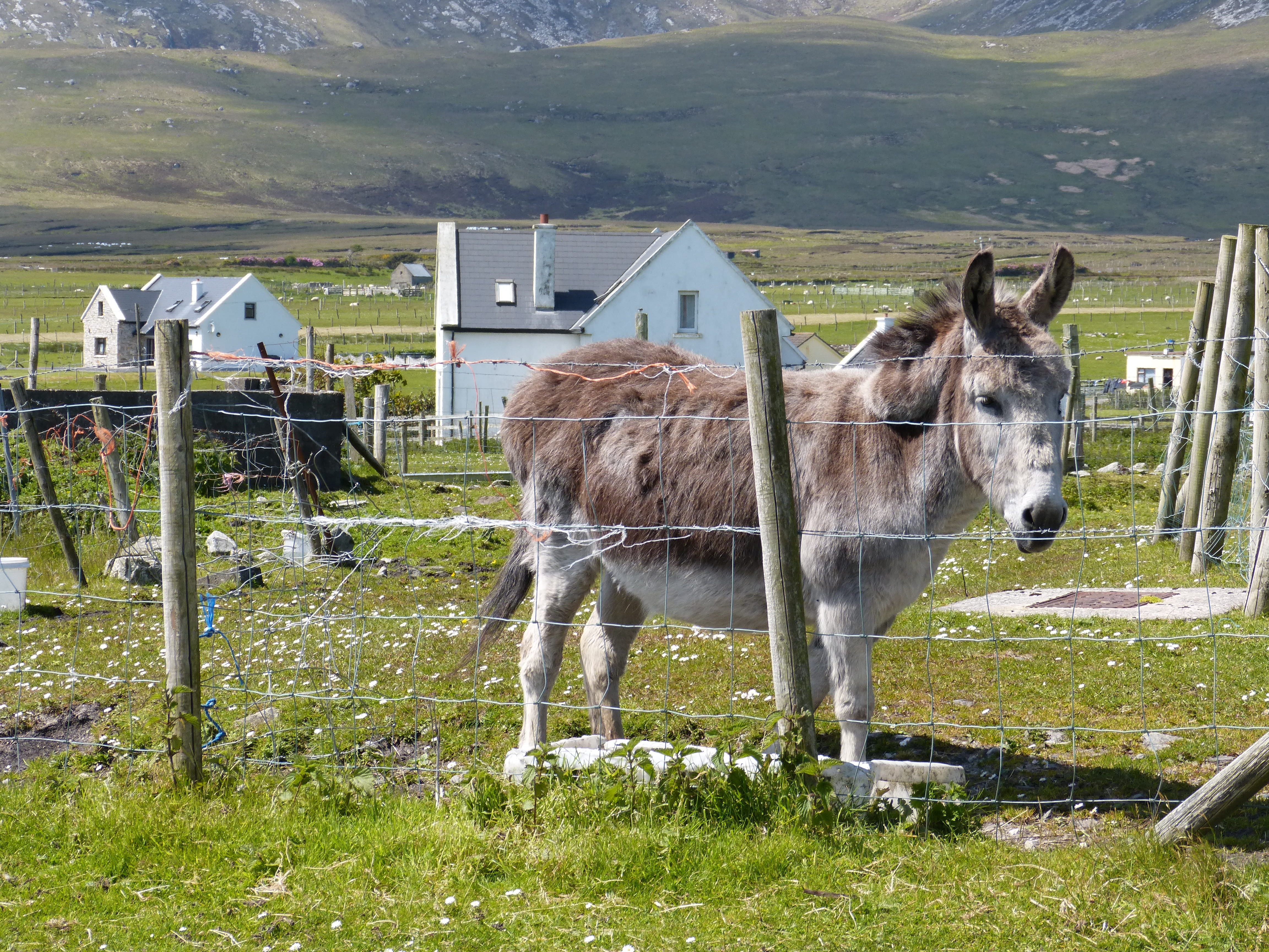 plant, working animal, domestic animals, land, mammal, animal themes, field, 4K, ireland, two animals, livestock, achill island, pets, outdoors, day, retreat, HD Wallpaper