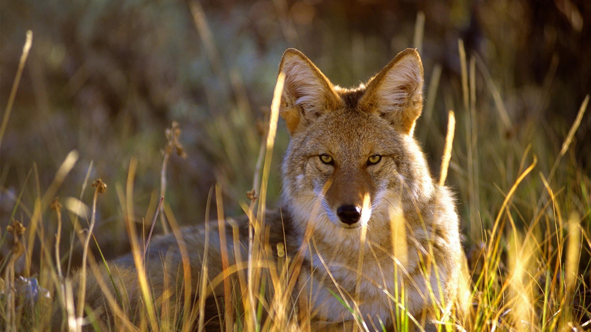 USA, National, Gunnison, Park, Grass, Wolf, Black, 1080P, Canyon, HD Wallpaper