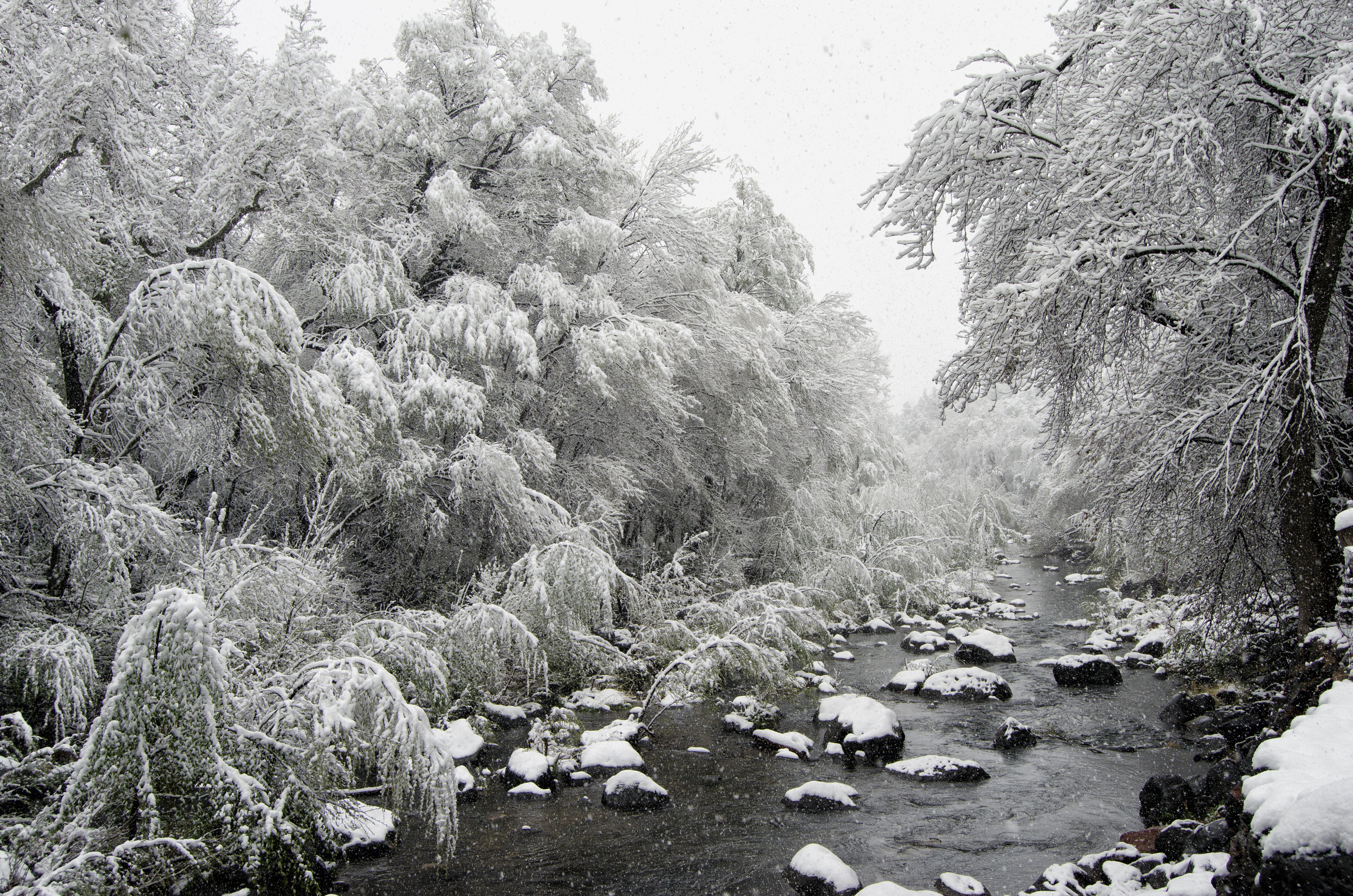 surrounded, trees, Snow, covered, oak, Ice, 4K, nature, creek, river, landscape, cold - Temperature, tree, black And White, forest, outdoors, Oak Creek Canyon, HD Wallpaper