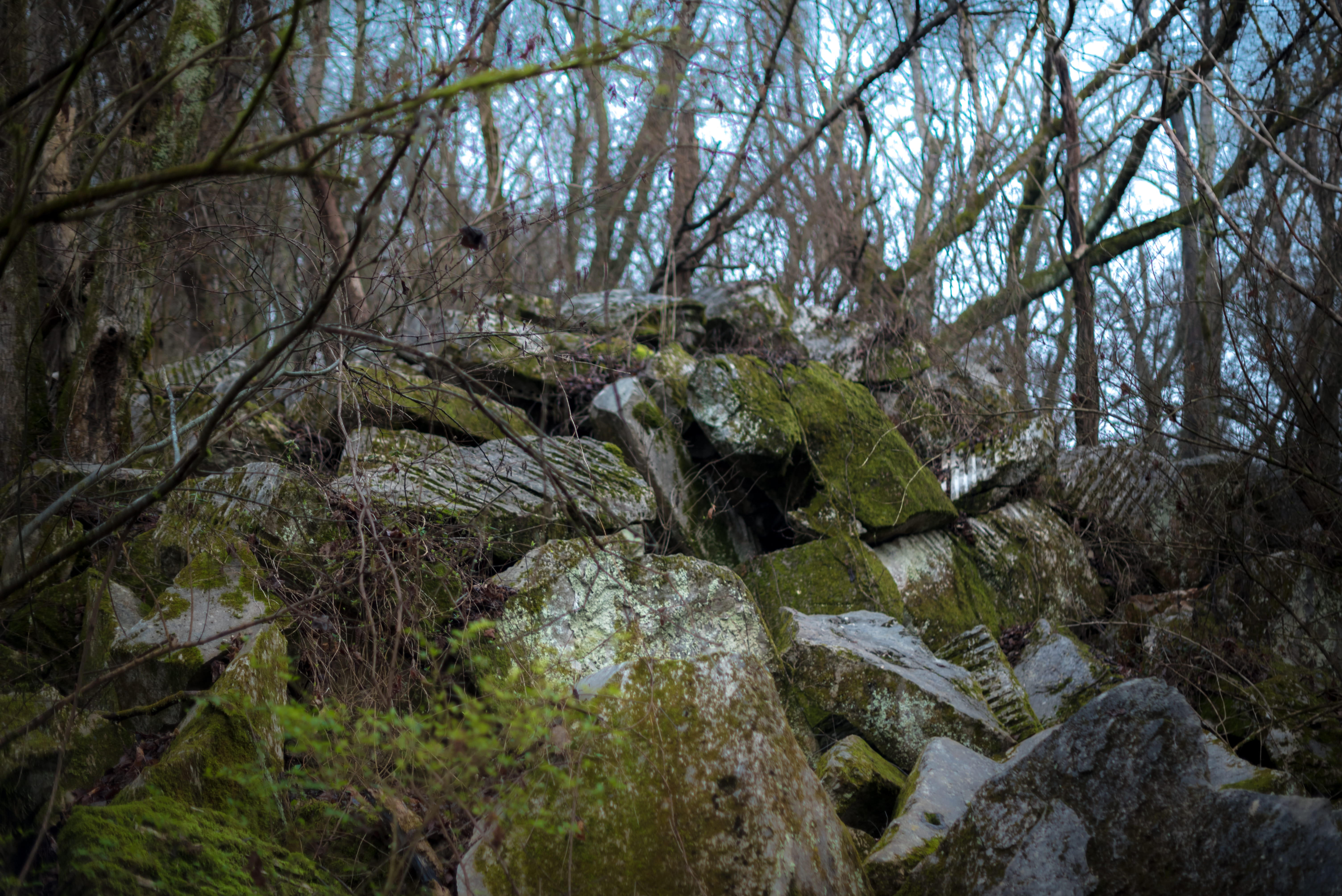 stream - flowing water, bare tree, plant, forest, day, no people, land, green, blue, united states, tranquil scene, water, solid, woodland, rock, nature, HD Wallpaper