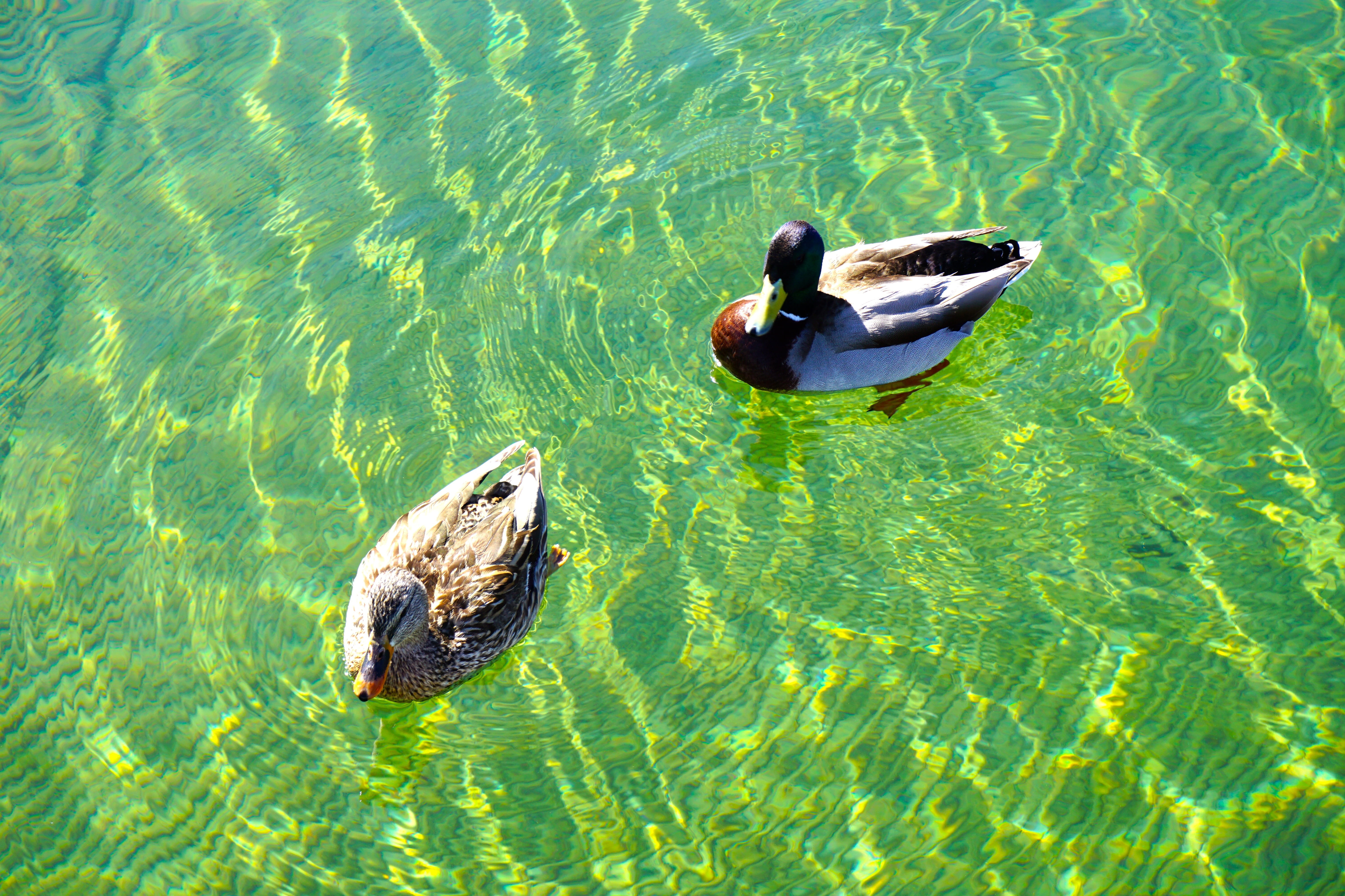 no people, waterfront, group of animals, poultry, swimming, mallard duck, outdoors, 5K, animal, arizona, lake, two animals, lake mead, high angle view, HD Wallpaper