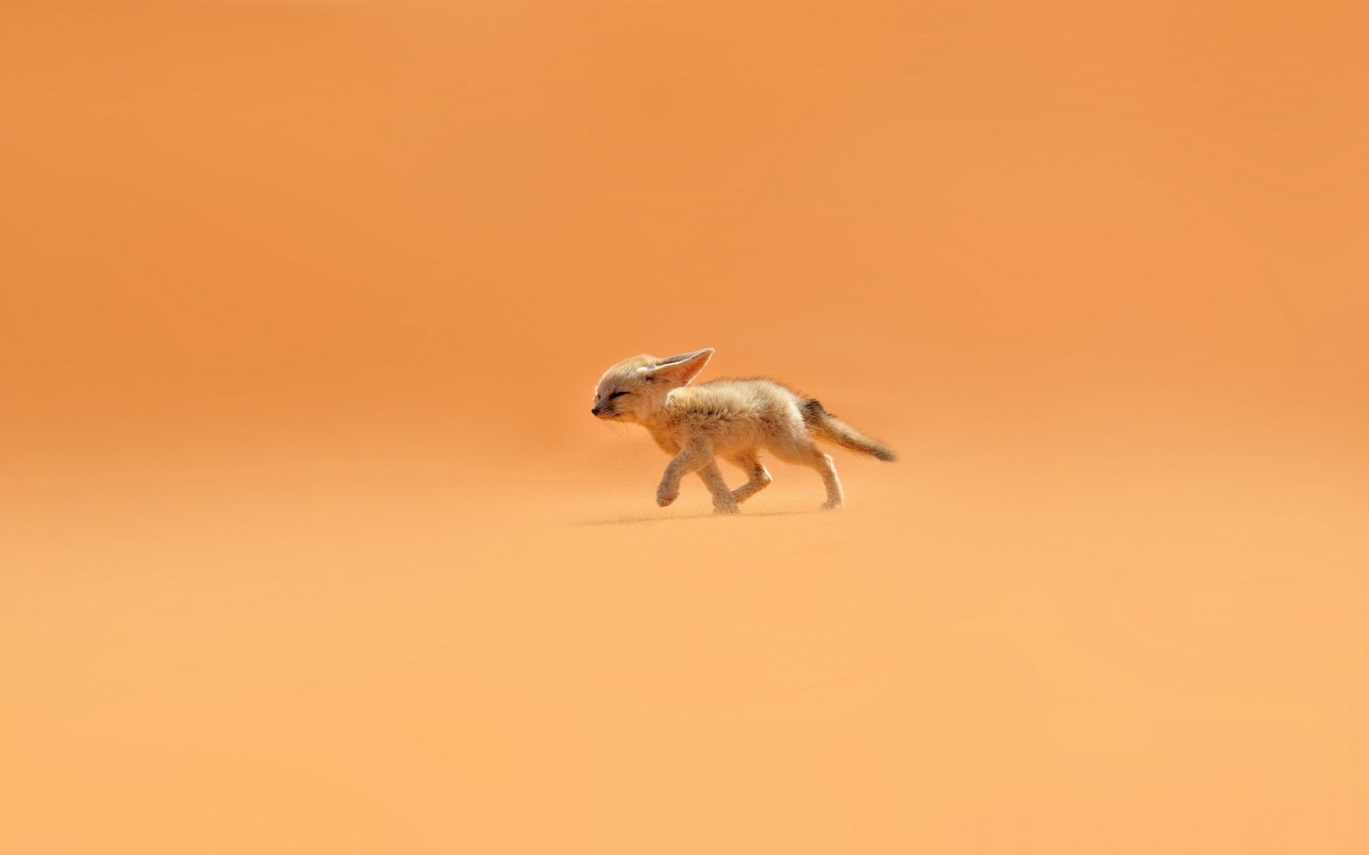 day, animal family, Fox, nature, orange color, mammal, 1080P, animals in the wild, animal wildlife, ears, studio shot, full length, desert, on the move, HD Wallpaper