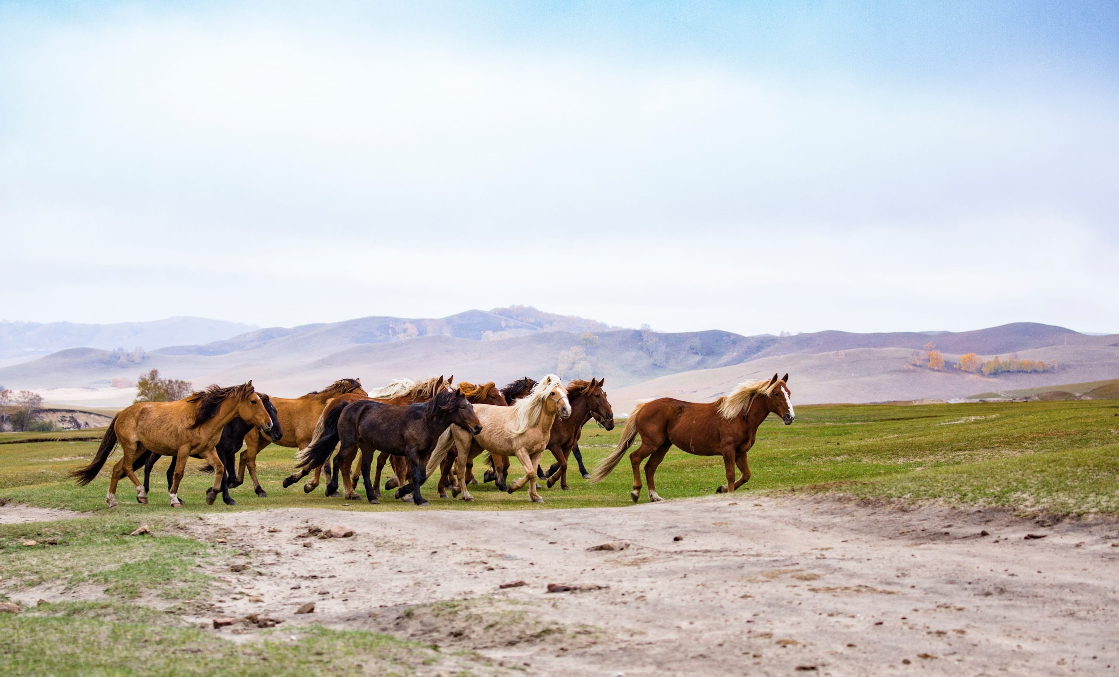 mountain, animal wildlife, no people, herbivorous, horse, land, horses, vertebrate, medium group of animals, field, nature, animal themes, mammal, landscape, HD Wallpaper