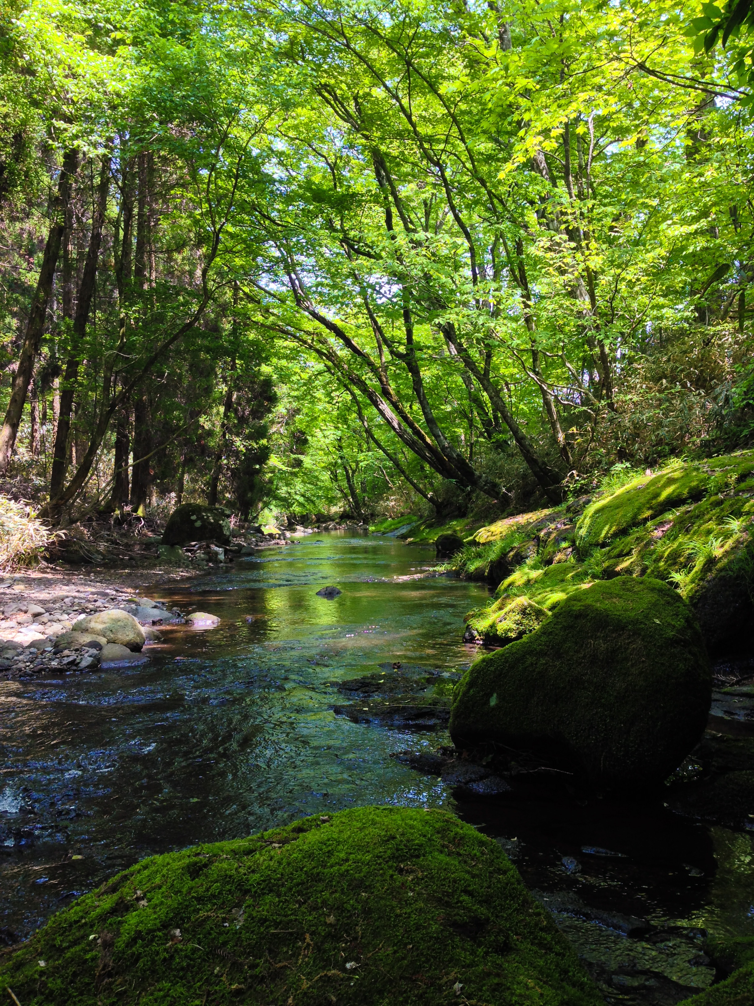 downloading, scenics, natural water, river, no people, land, woodland, japan, outdoors, stream, green, tree, kumamoto, 2K, stream - flowing water, aso, Phone HD Wallpaper
