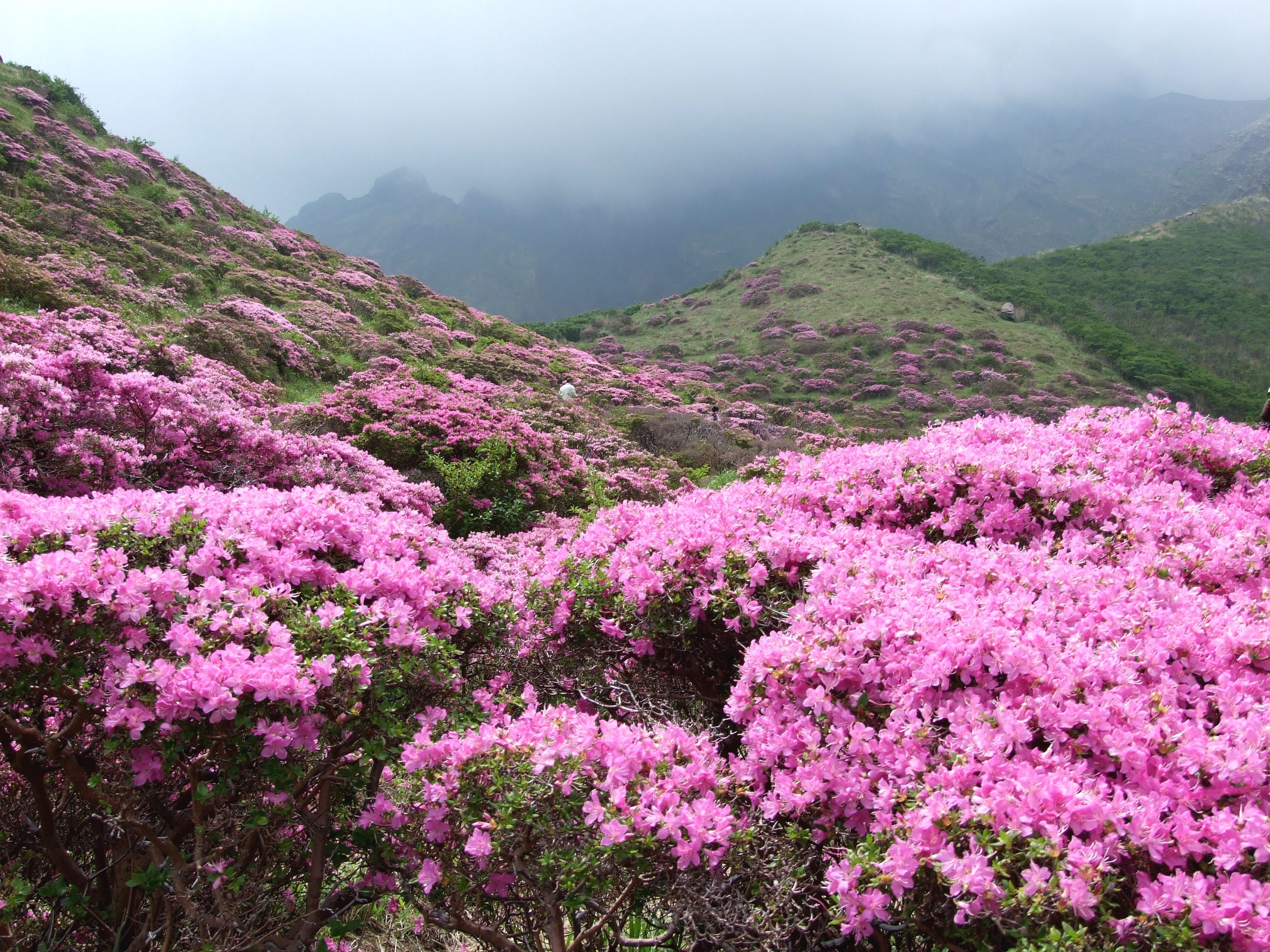 pink, flowering plant, shosenkyo drunk, environment, scenics - nature, japan, mountain, plant, 2K, pink Color, springtime, no people, azalea, cloud - sky, HD Wallpaper