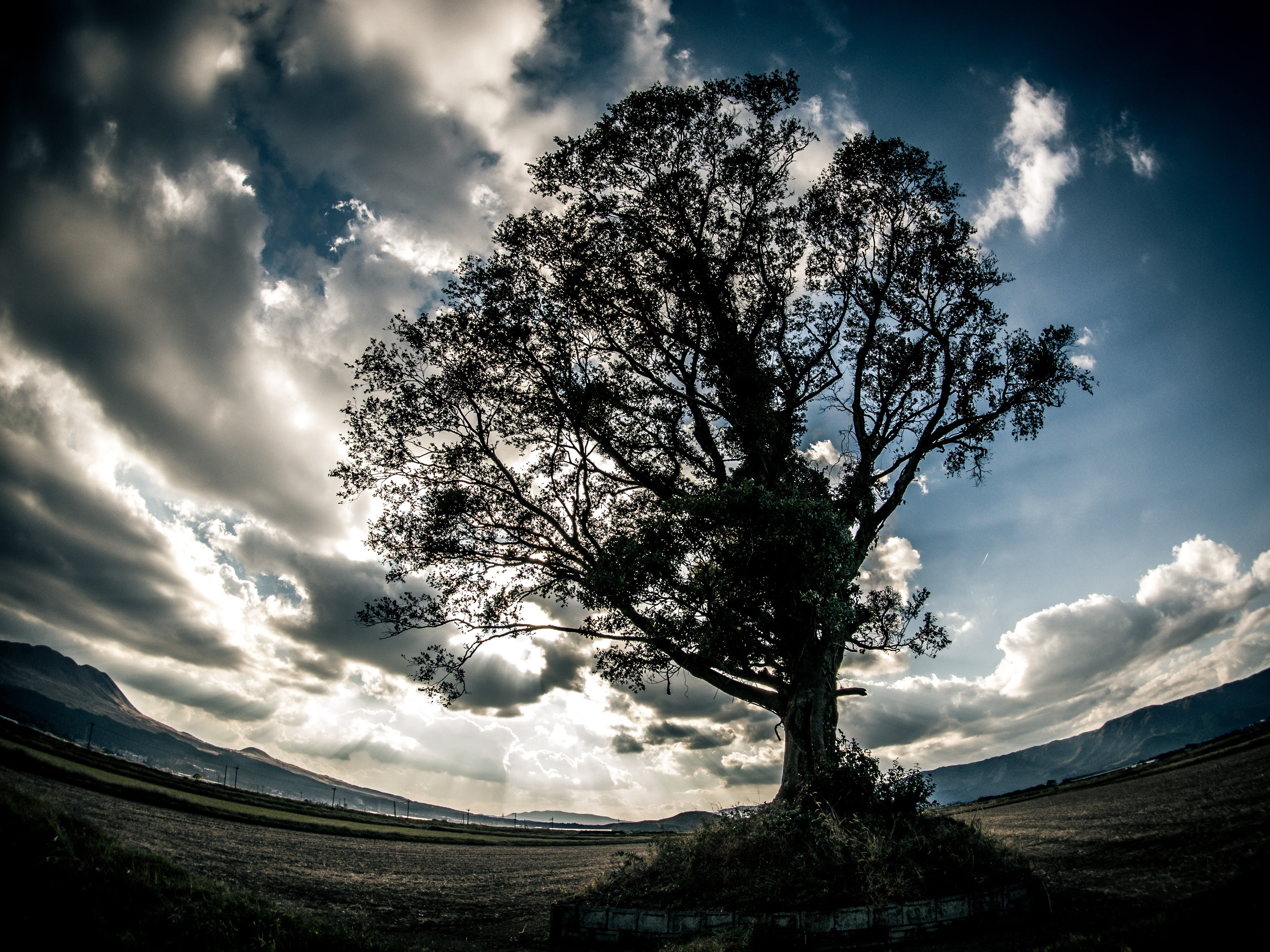 aso, outdoors, scenics - nature, tranquil scene, low angle view, nature, growth, beauty in nature, plant, cloud - sky, wood, 4K, coniferous tree, sunlight, HD Wallpaper