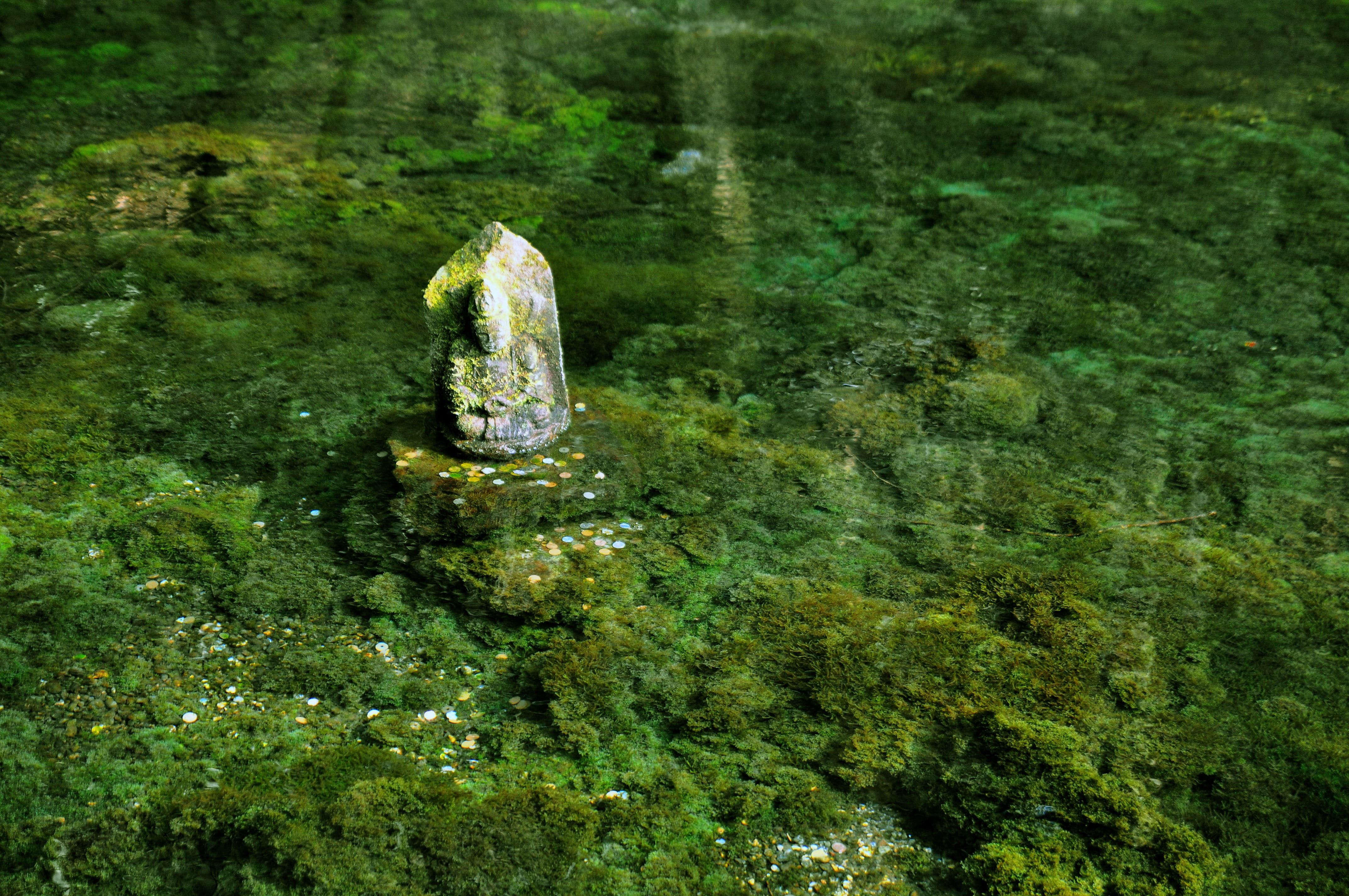 aso, animals in the wild, green color, green, reptile, one animal, lake, photo, tranquility, moss, day, therivers, land, animal wildlife, nature, forest, HD Wallpaper