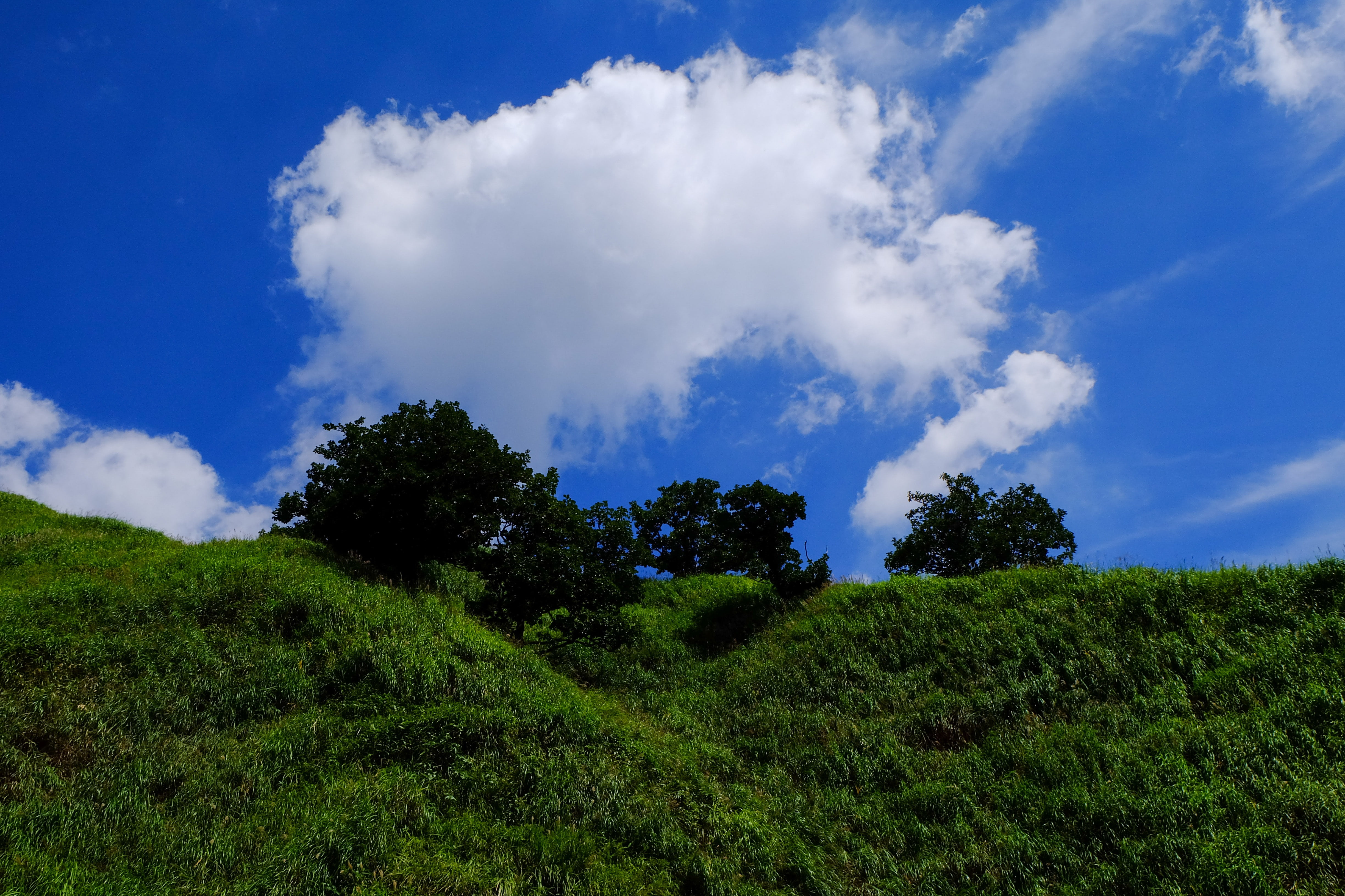 nature, green color, blue, plant, outdoors, japan, environment, tree, growth, landscape, grass, blue sky, tranquil scene, beauty in nature, cloud - sky, HD Wallpaper