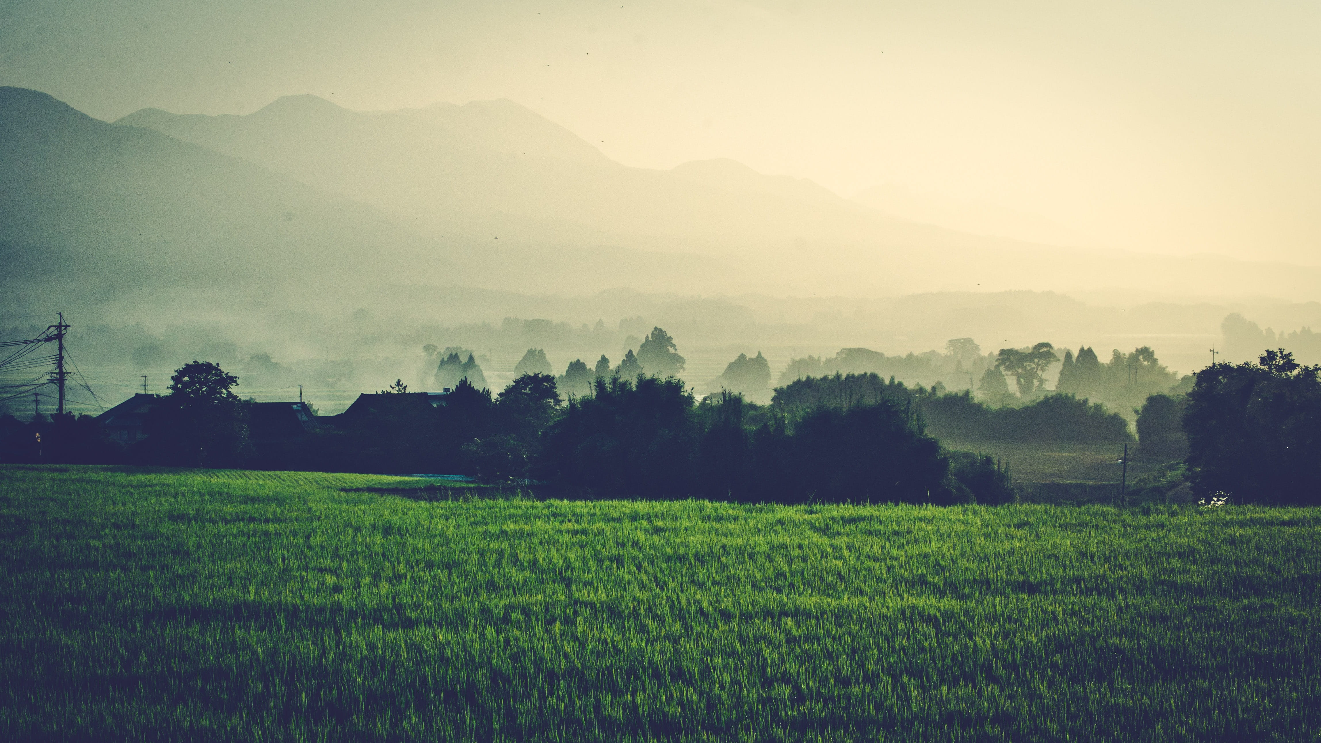plantation, morning, scenics - nature, cloud, farm, tranquility, growth, natural, crop, land, tranquil scene, japan, tree, rural scene, agriculture, kumamoto, HD Wallpaper