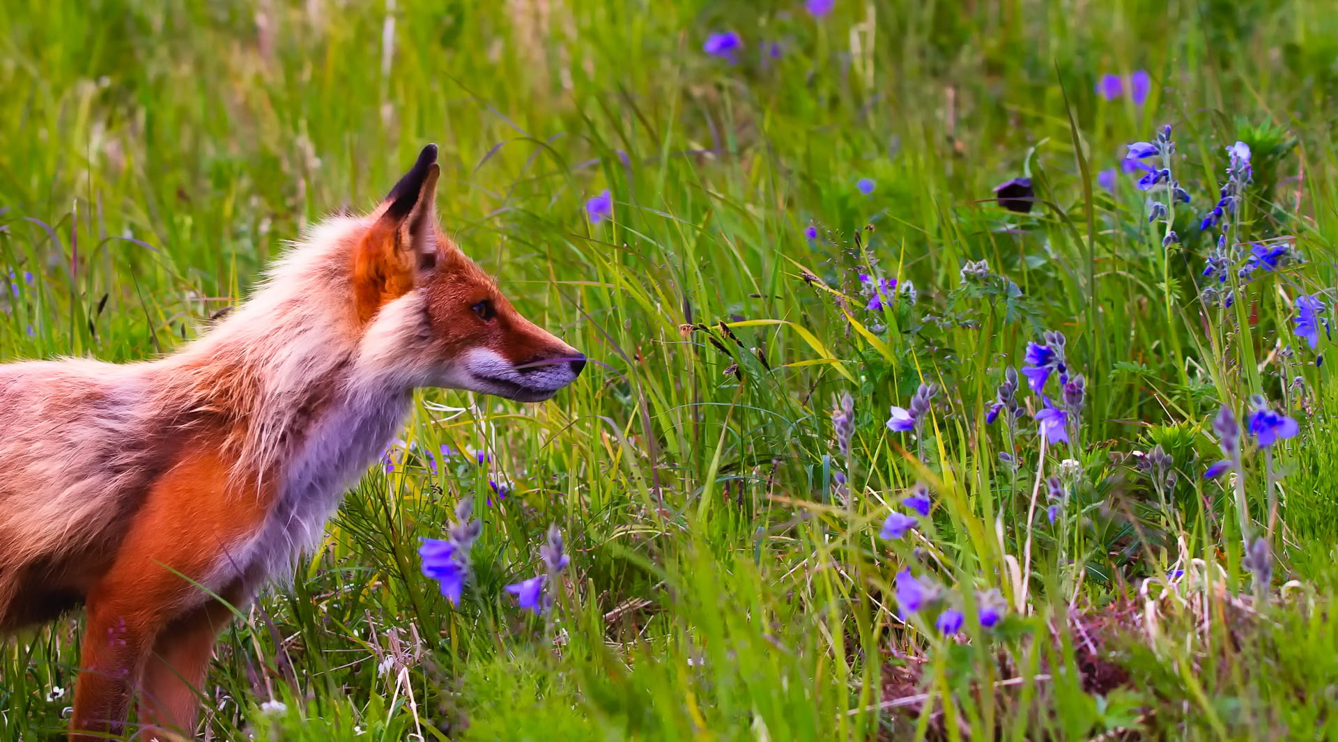 daytime, animal themes, one animal, side view, panorama, flowers, growth, Fox, vertebrate, nature, flowering plant, landscape, domestic animals, green, HD Wallpaper