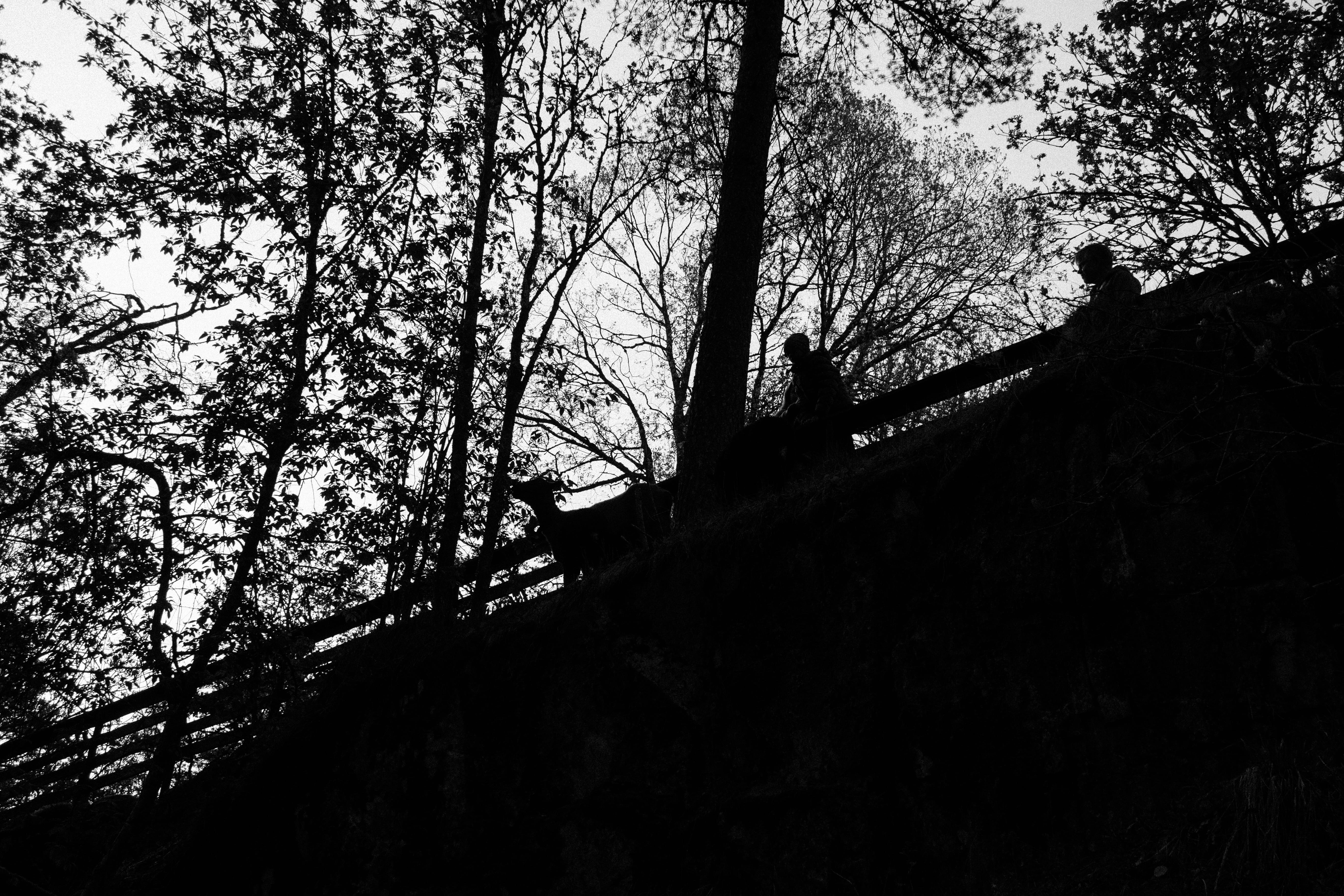 architecture, forest, built structure, railing, low angle view, 5K, hill, tree, silhouette, light, tree trunk, goat, trunk, europe, abstract, nature, outdoors, HD Wallpaper