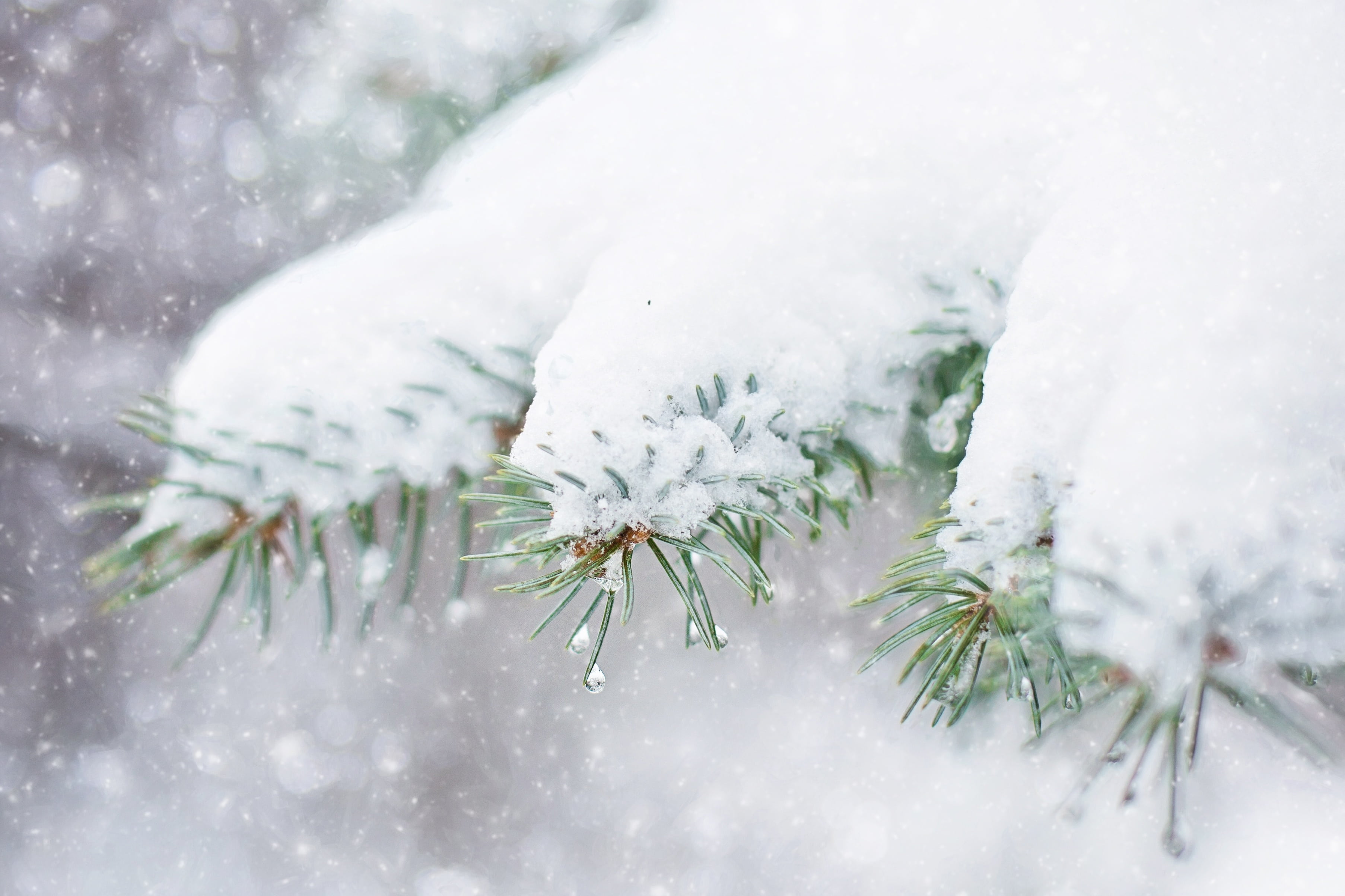 2K, frozen, environment, day, outdoors, no people, nature, snowflake, xmas, plant, ice, covered, white color, winter, cold temperature, evergreen tree, HD Wallpaper