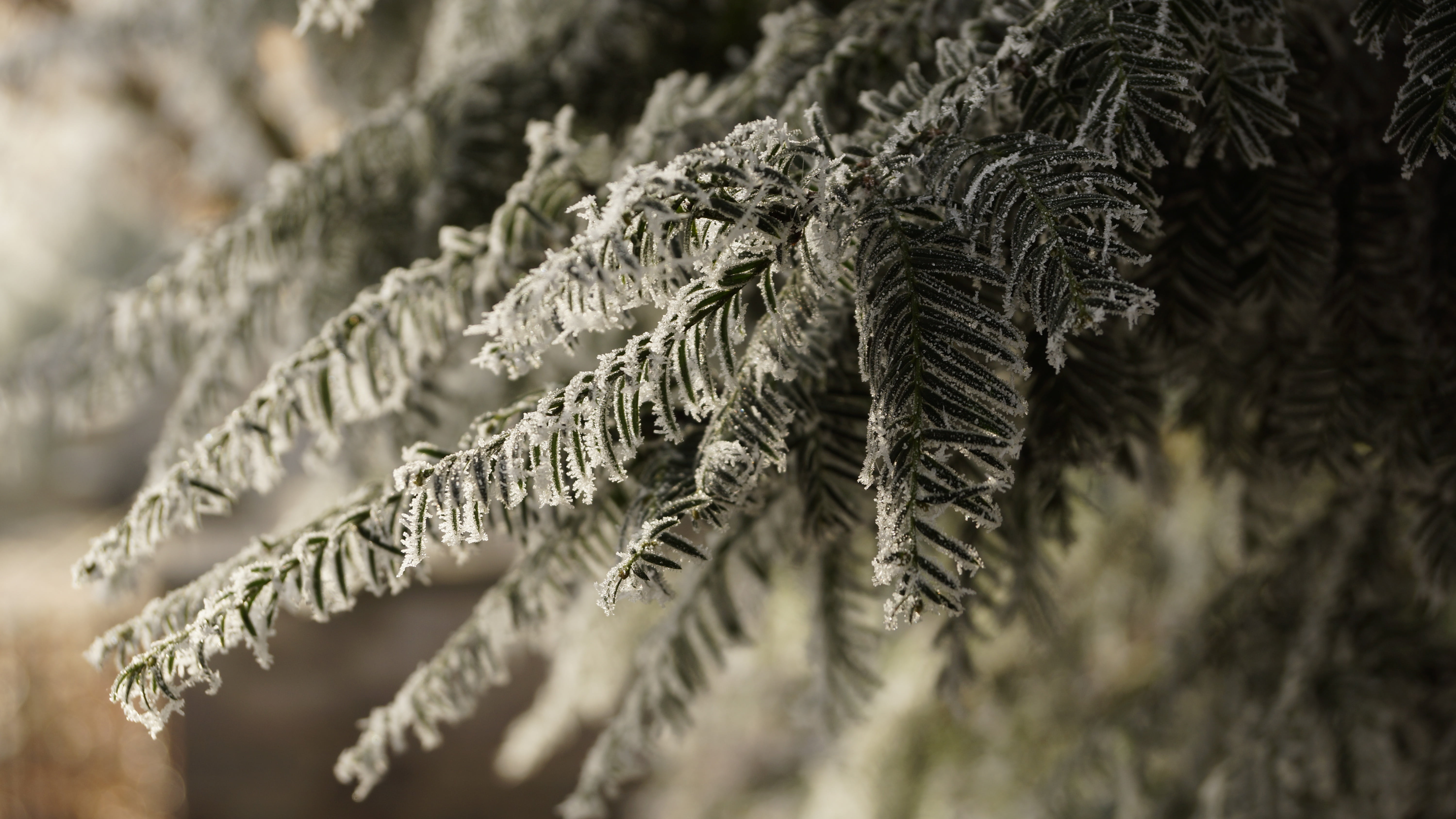 snow, outdoors, plant, forest, season, frost, focus on foreground, growth, cold, fern, natural condition, white, twig, tree, coniferous tree, fir, green, HD Wallpaper