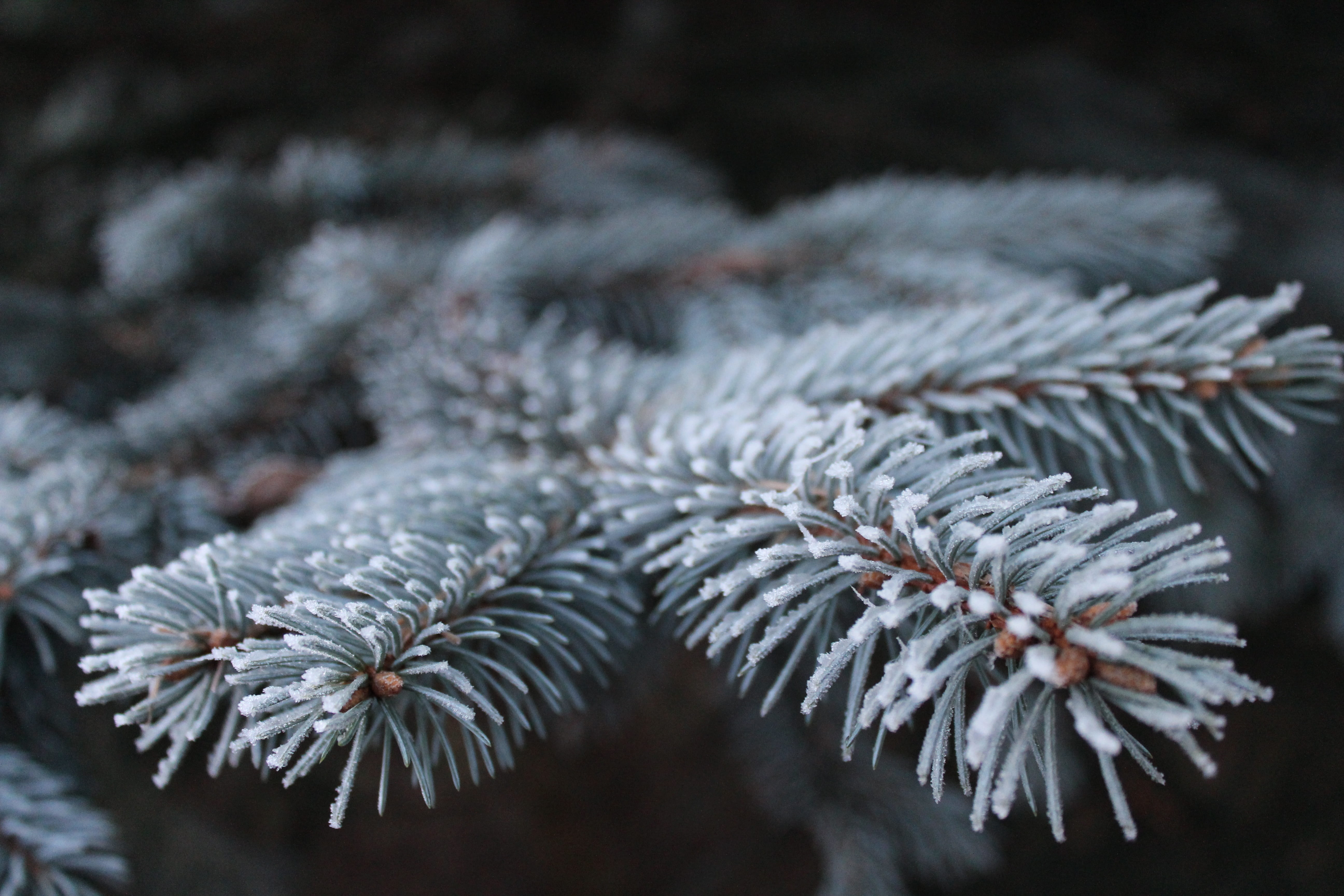 fir tree, frozen, weather, needles, selective focus, white, snow, 5K, snowflake, peace of mind, forest, pine tree, macro, needle - plant part, landscape, HD Wallpaper