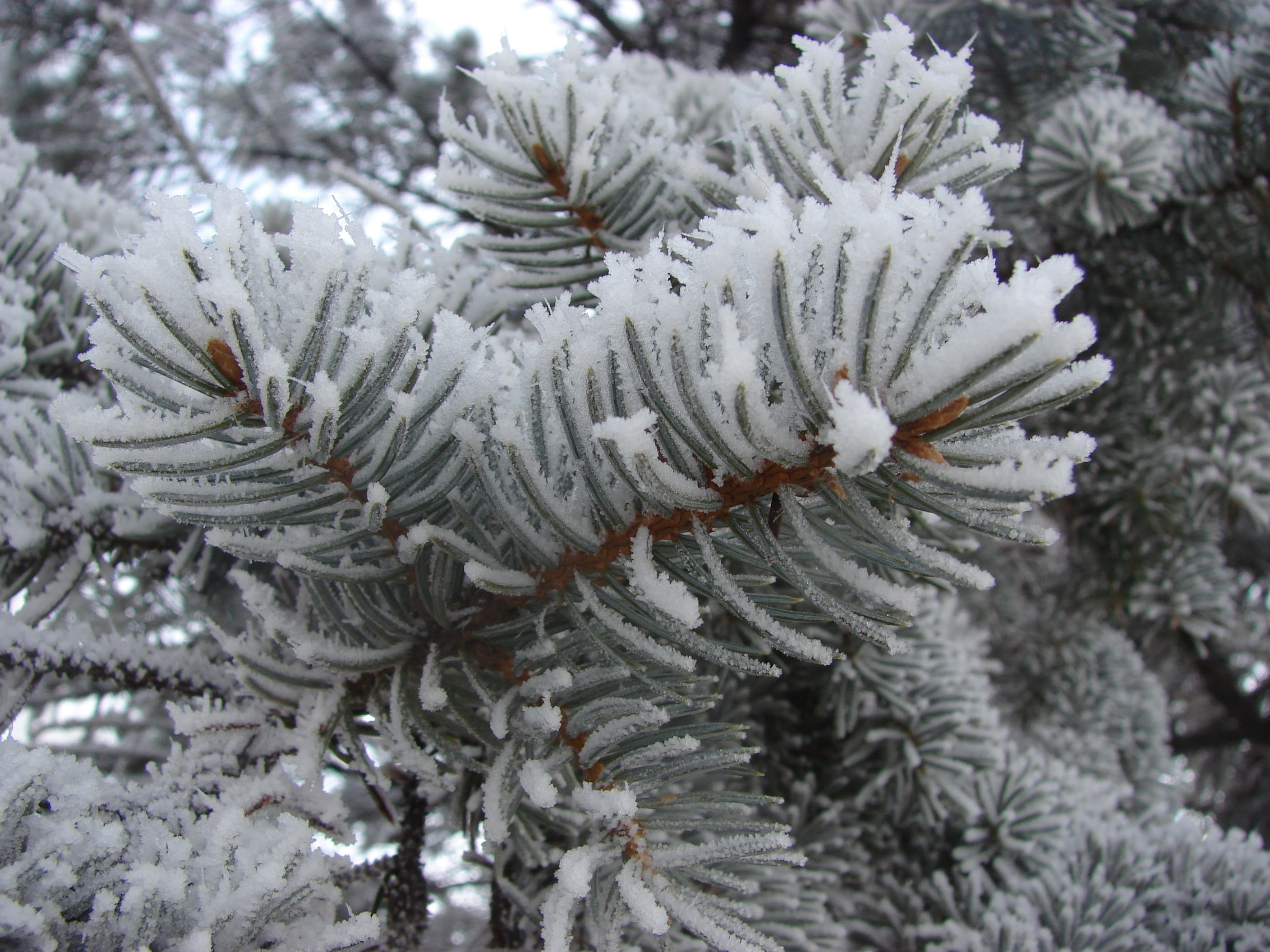 outdoor, focus on foreground, cold, close-up, plant, winter, needle - plant part, nature, season, branch, no people, frozen, fir Tree, coniferous tree, HD Wallpaper