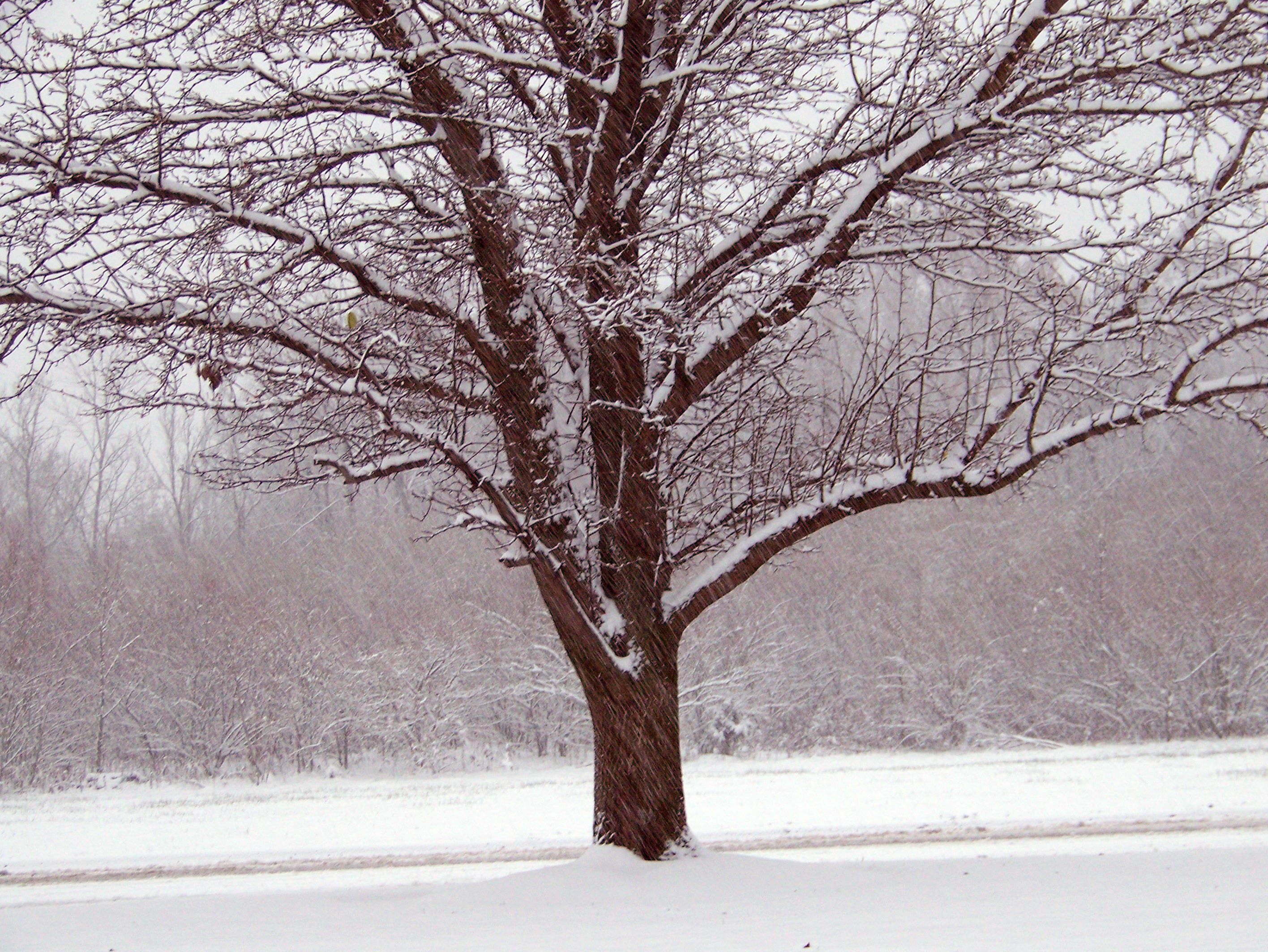 snow, climate, bare, wonderland, branch, spruce, beauty in nature, trunk, frosty, snowing, day, environment, tranquility, cold, blizzard, weather, xmas, HD Wallpaper