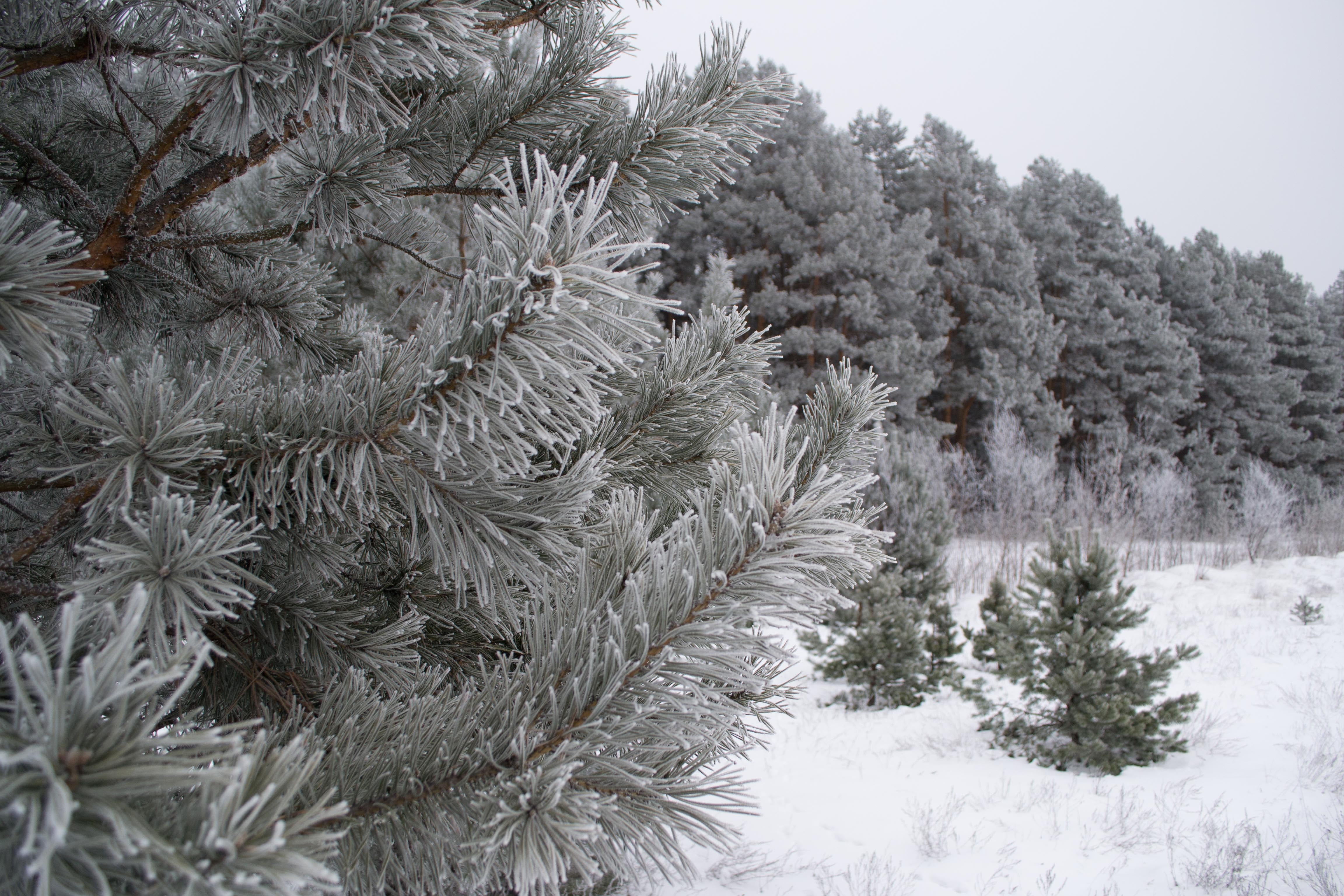 pinaceae, outdoors, pine Tree, pine wood, spruce Tree, coniferous Tree, christmas, ice, no people, forest, white color, warm clothing, frozen, trees, snow, HD Wallpaper