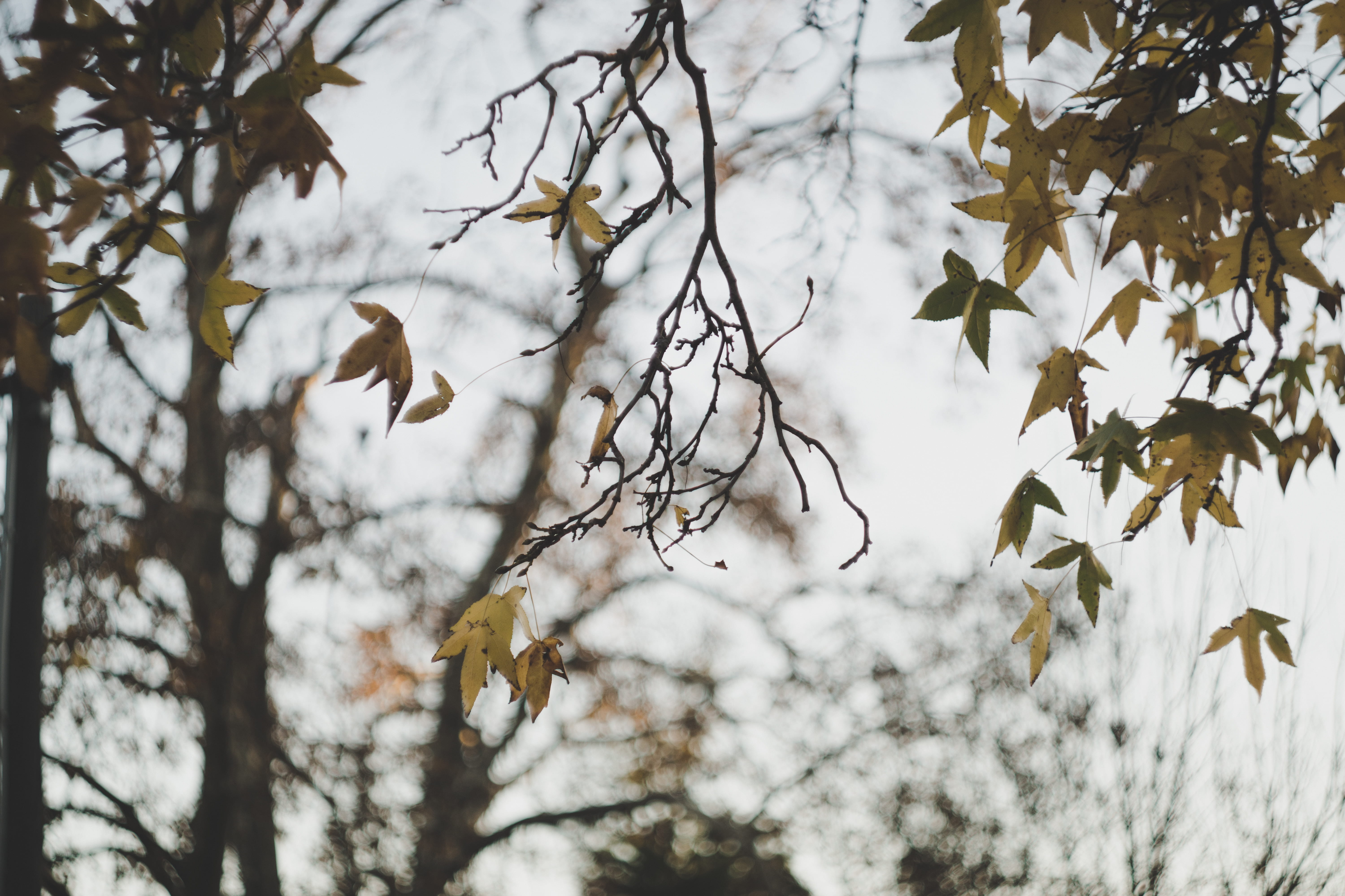 cold - Temperature, white, tree, focus on foreground, autumn, season, animal, green, plant, brown, animals in the wild, green leaves, winter, 5K, frozen, HD Wallpaper