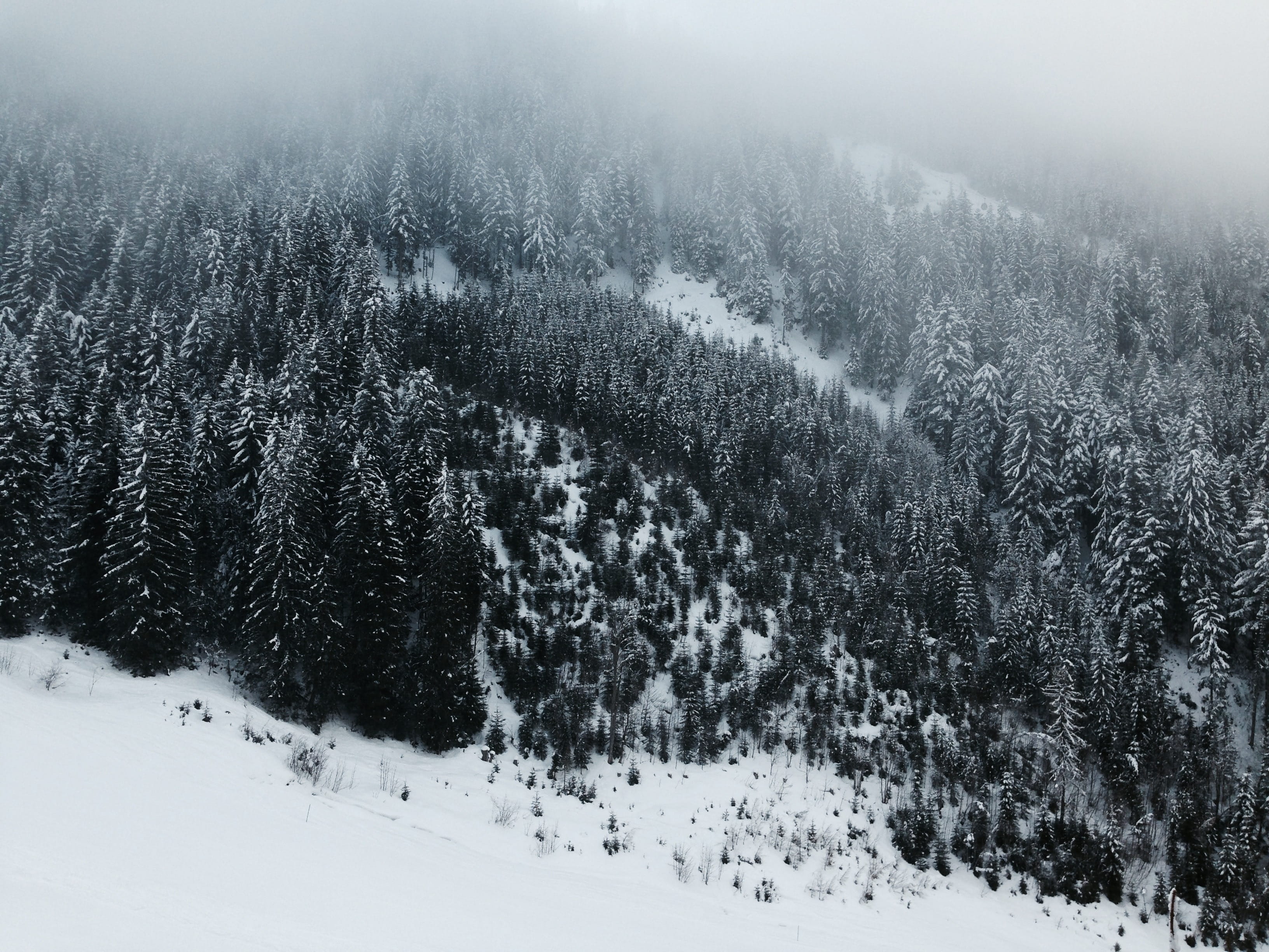 season, weather, tree, no People, tranquil Scene, pine, plant, frost, mountain, 2K, coniferous Tree, frozen, eye, cold - Temperature, s, snow, grayscale, HD Wallpaper
