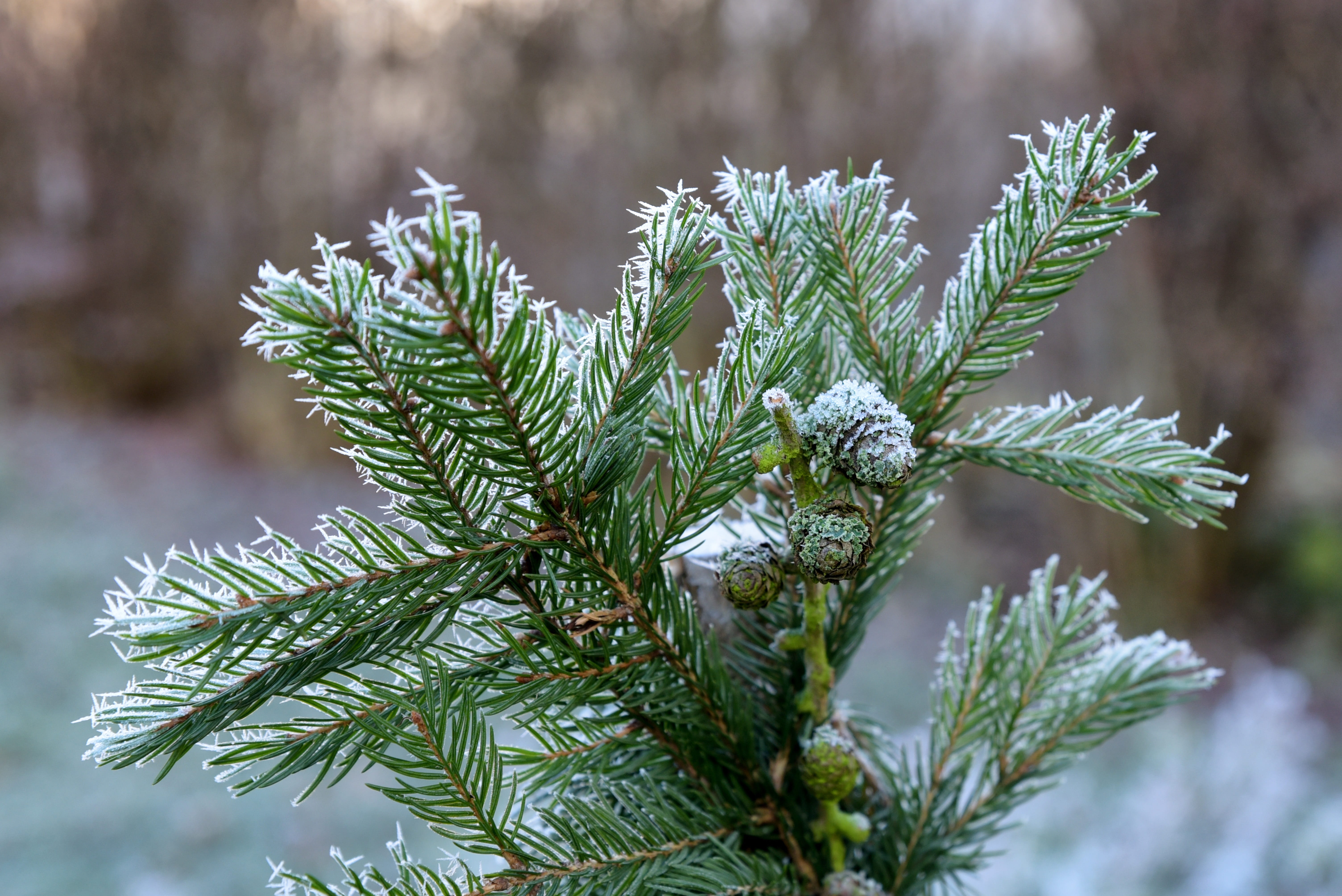 cold temperature, nature, snow, close-up, green Color, pinaceae, tap, no People, spruce Tree, christmas, day, focus on foreground, branch, season, Radia, HD Wallpaper