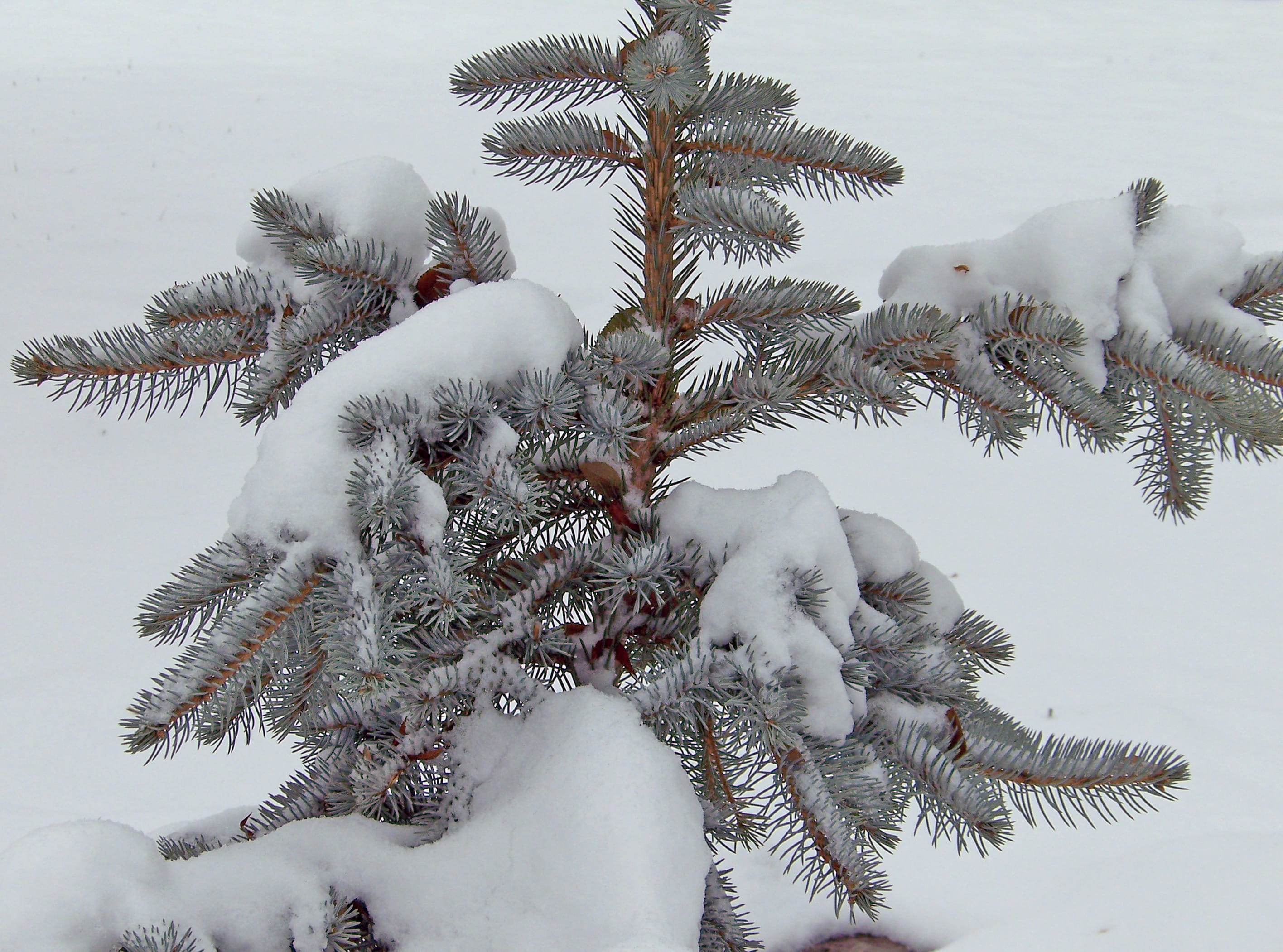 spruce Tree, coniferous Tree, covering, branch, cold temperature, plant, ice, nature, land, 2K, Christmas, no People, forest, day, evergreen Tree, outdoors, HD Wallpaper