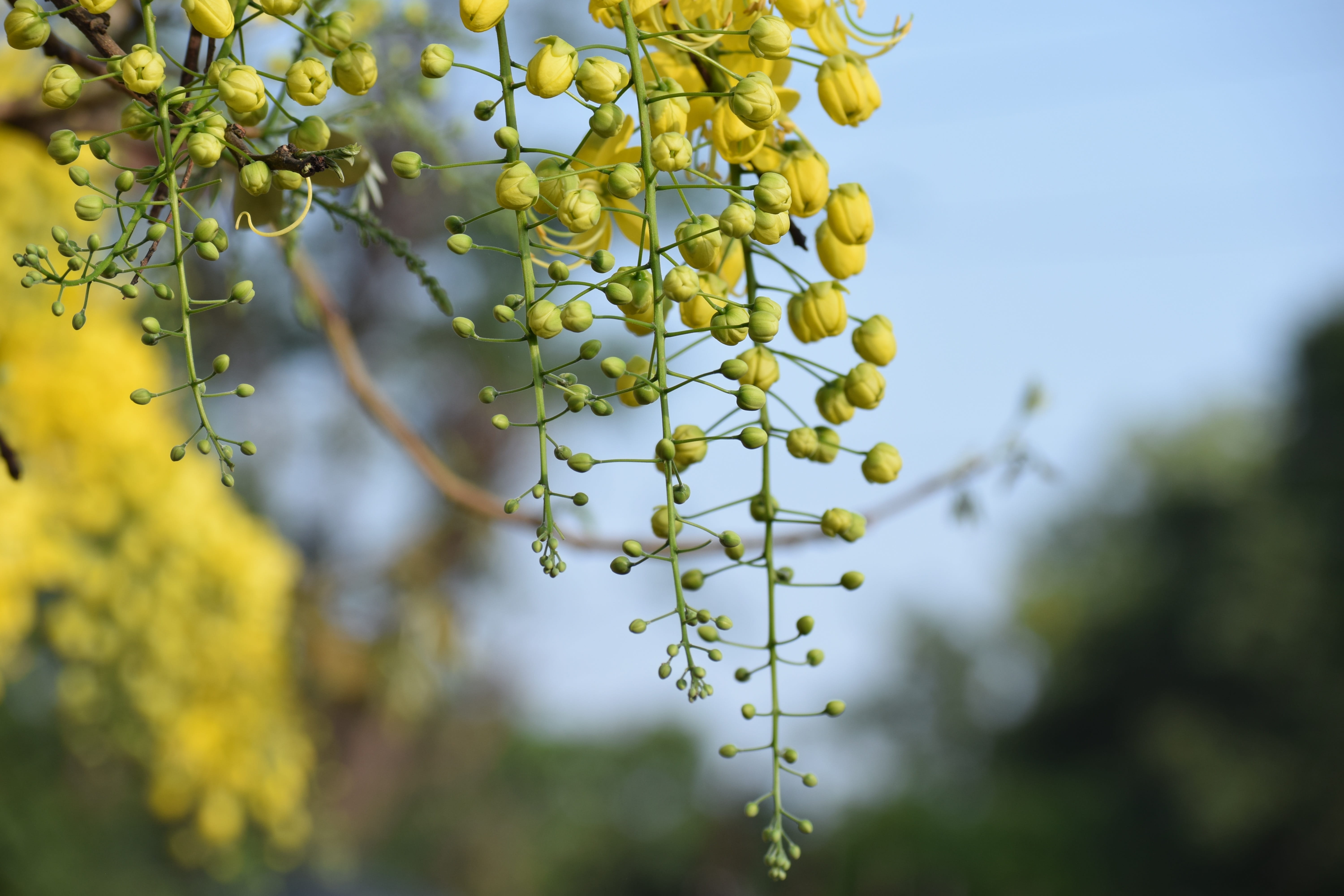 fruit, summer, blossom, sky, flowers, outdoors, healthy eating, food and drink, growth, nature, green color, close-up, bloom, bud, food, 5K, focus on foreground, HD Wallpaper