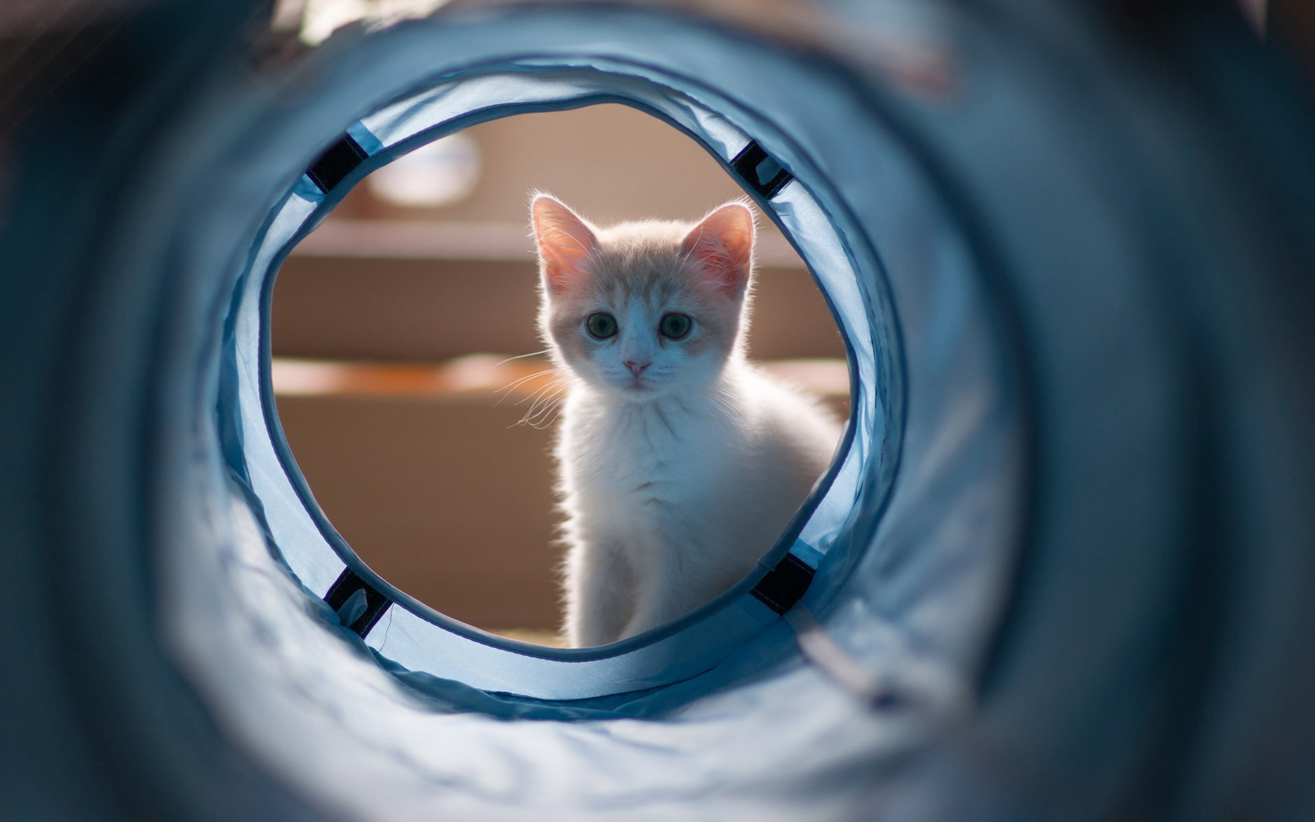 white, Pipeline, Looking, Kitten, 1080P, HD Wallpaper