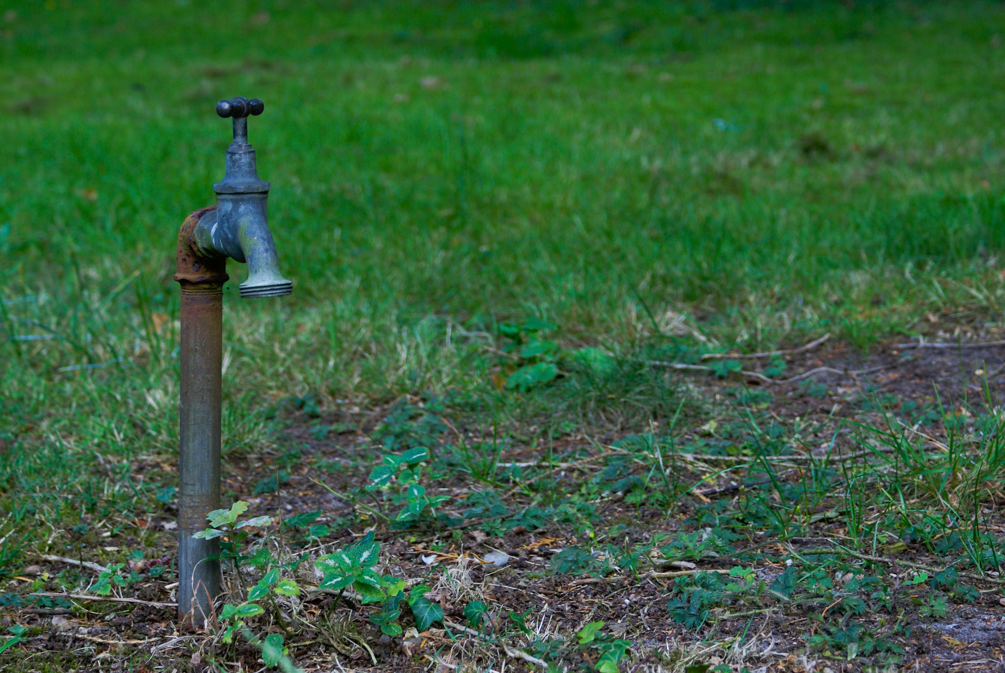 plant, green color, drought, metal, lonely, bottom, steel, 2K, faucet, pipe - tube, drinking, field, grass, old, green, landscape, focus on foreground, HD Wallpaper