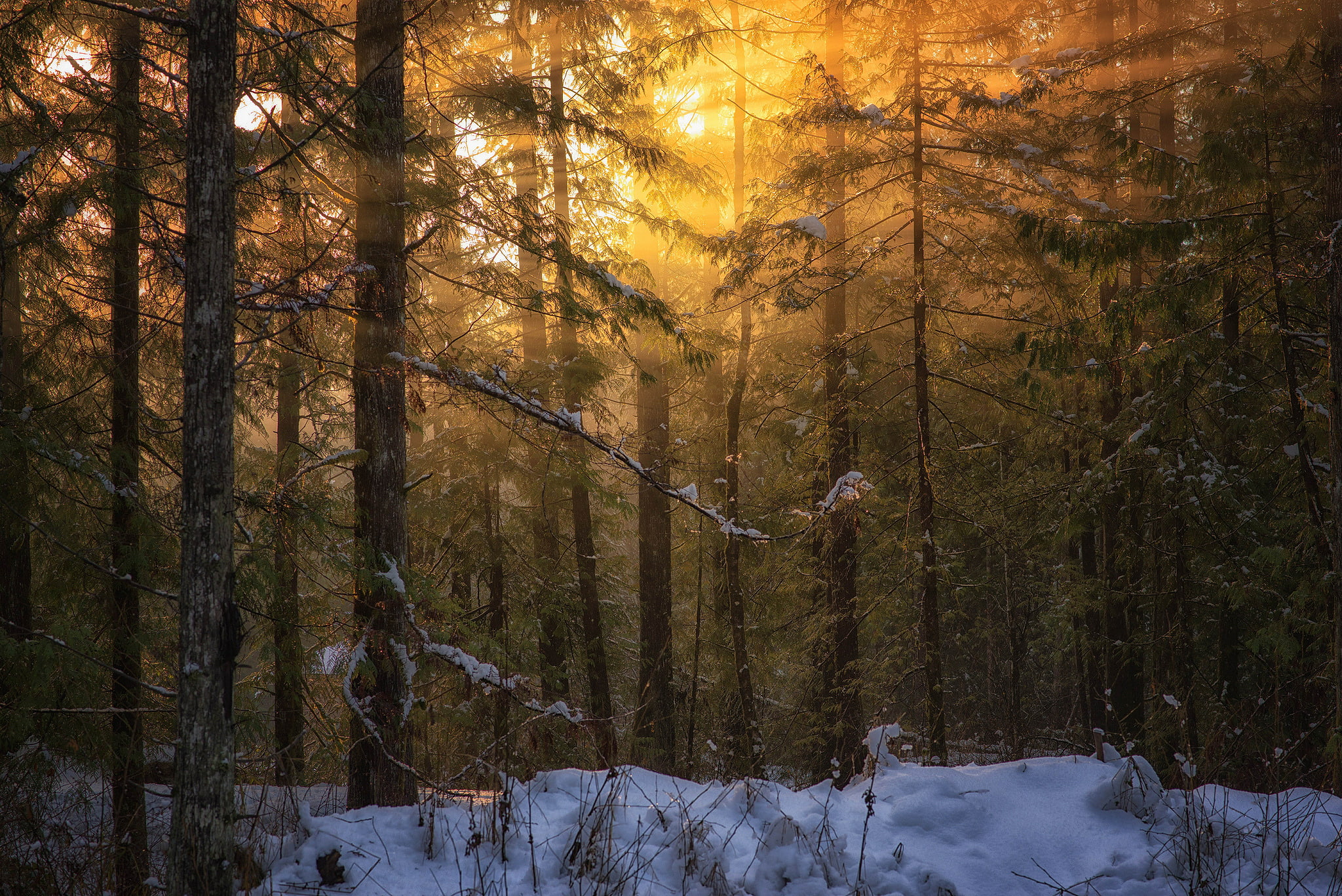 light, 1080P, forest, nature, Peter Sinclair Photography, winter, British Columbia, Vancouver Island, HD Wallpaper